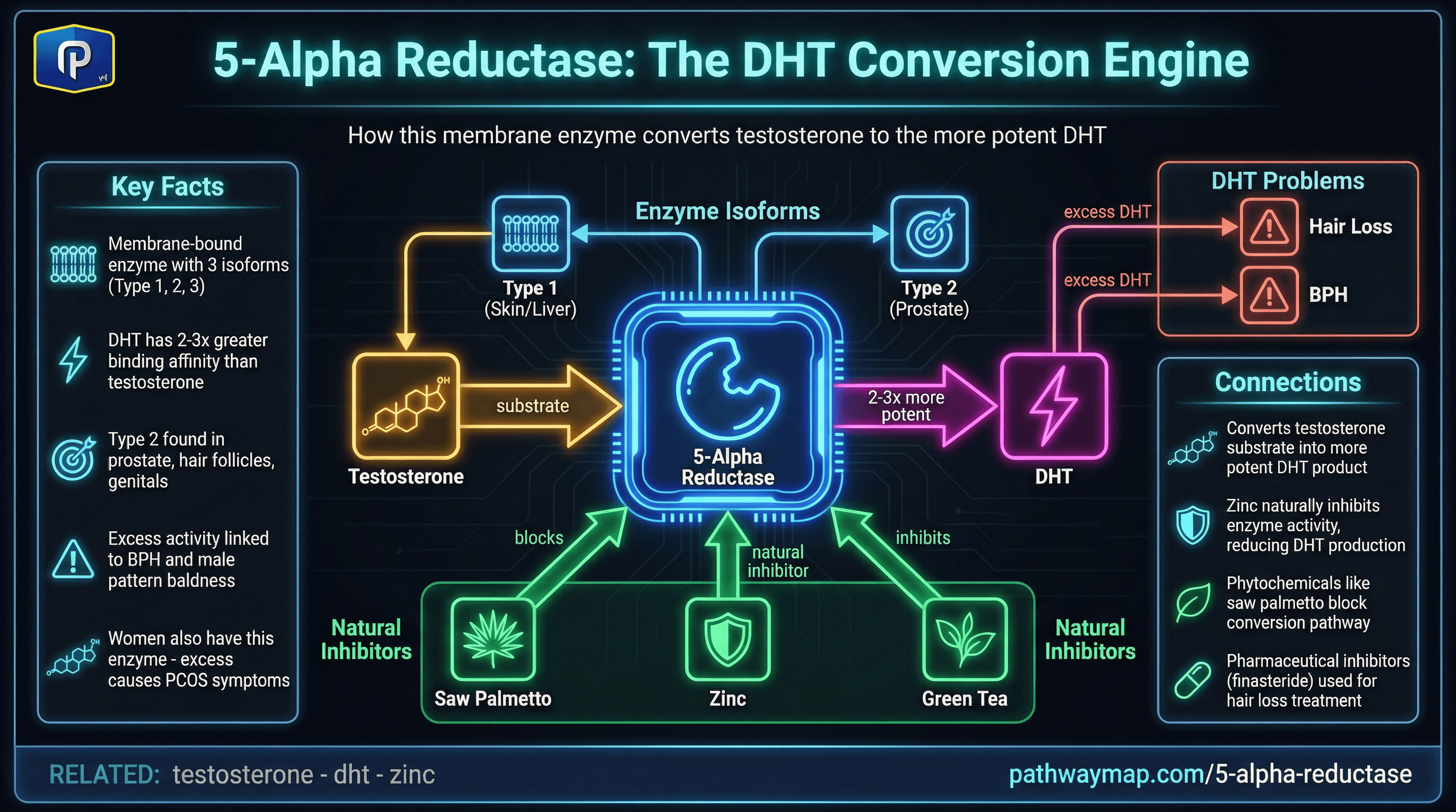 5-Alpha Reductase pathway diagram
