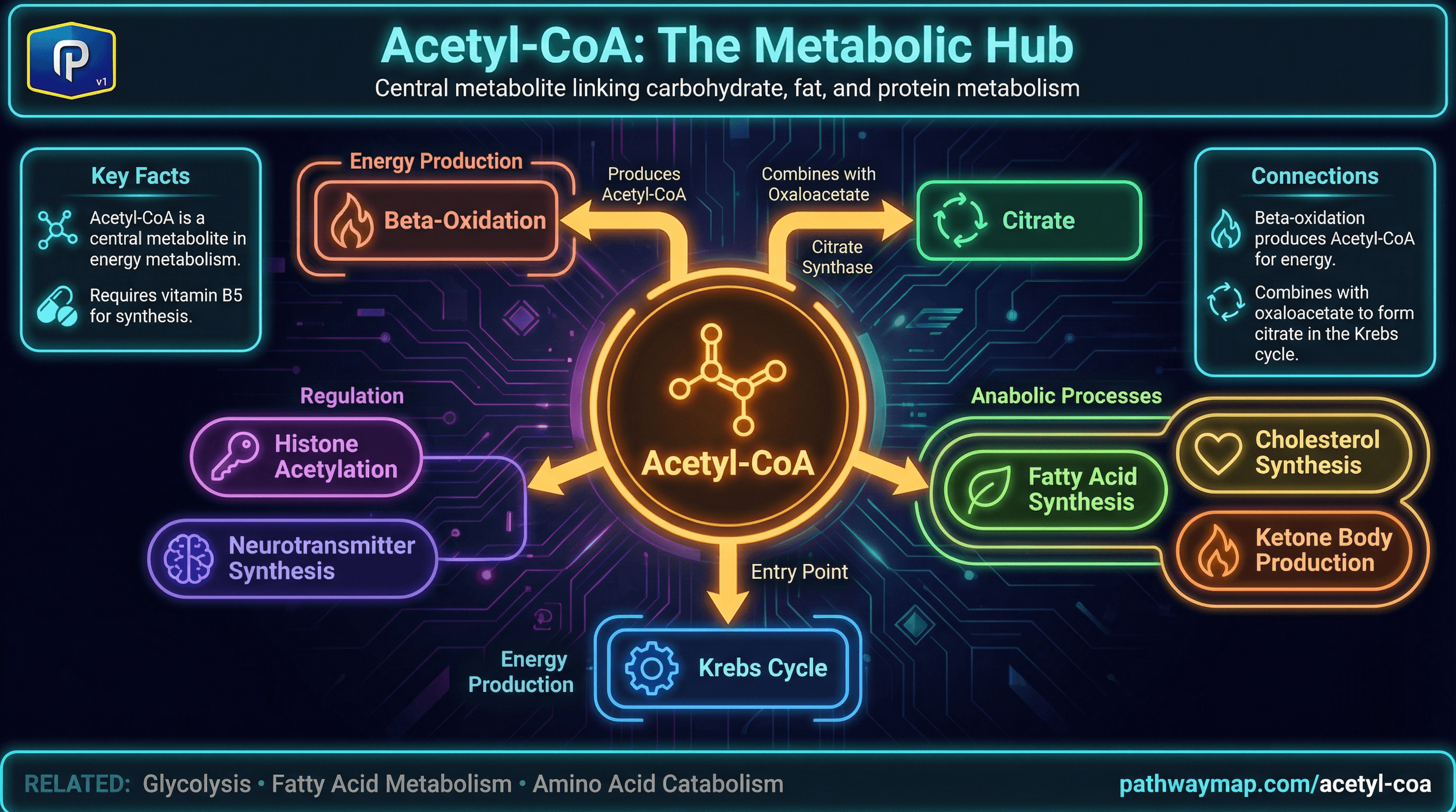 Acetyl-CoA
