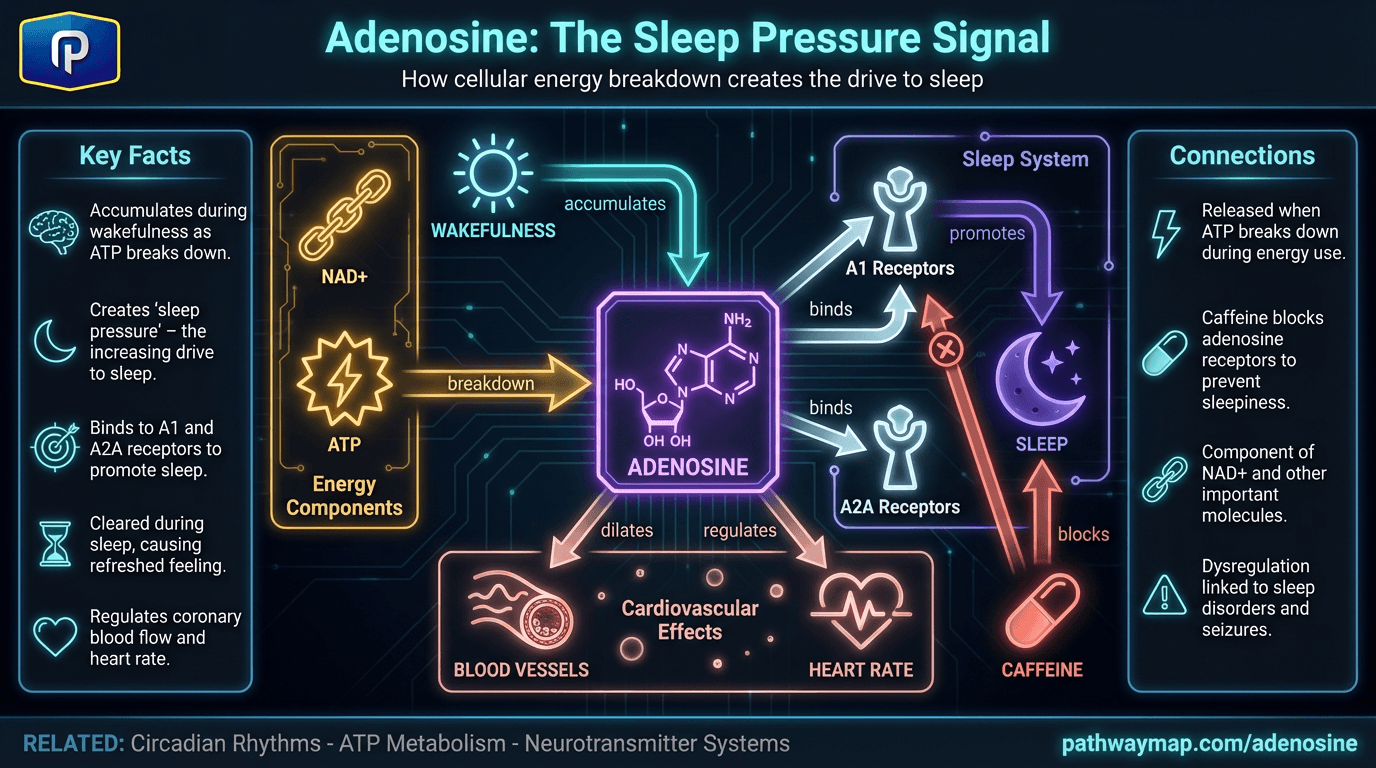 Adenosine - Pathway Map