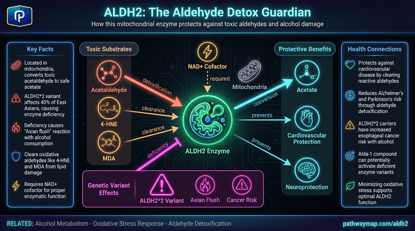 ALDH2 - Pathway Map