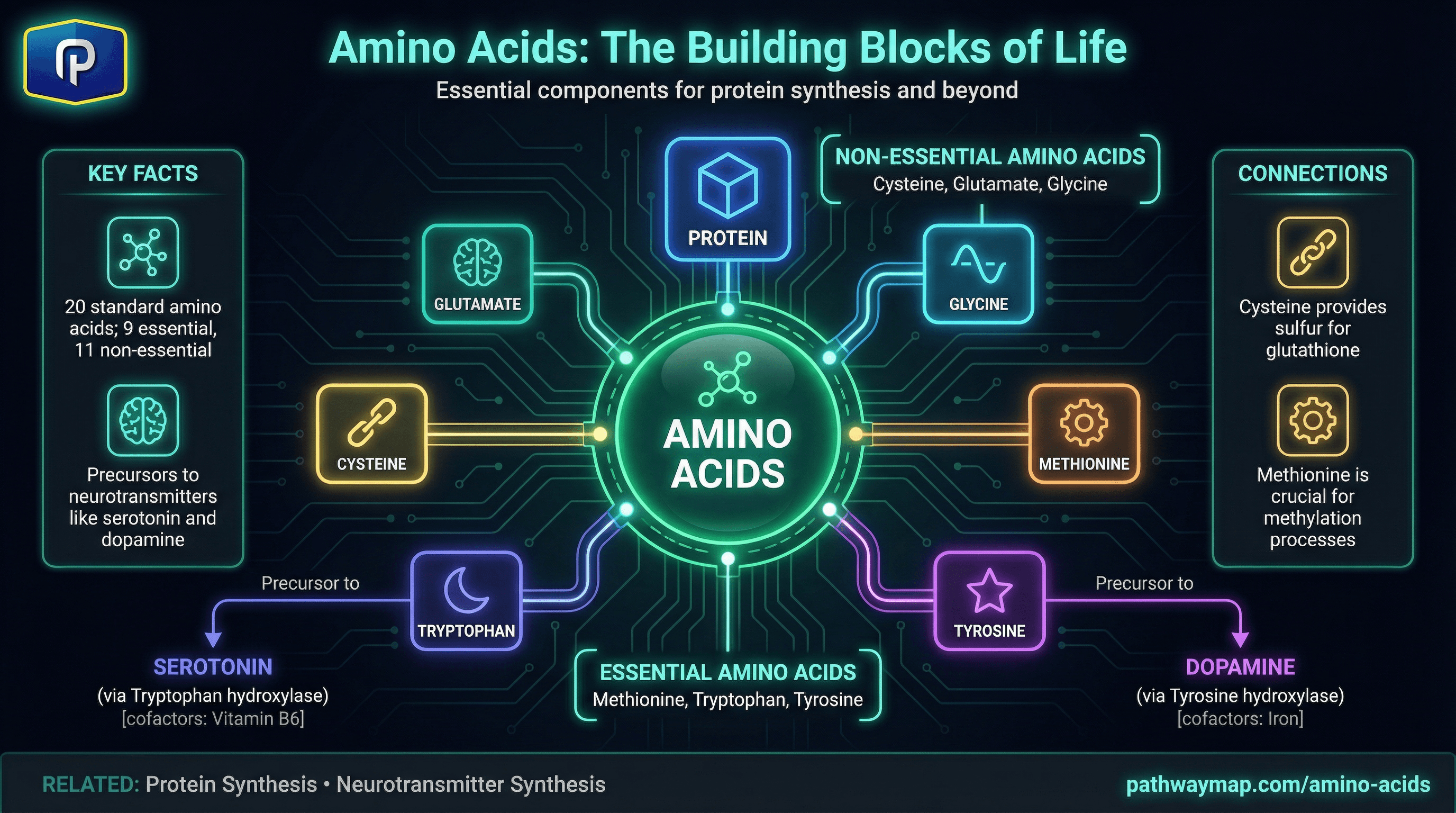 Amino acids