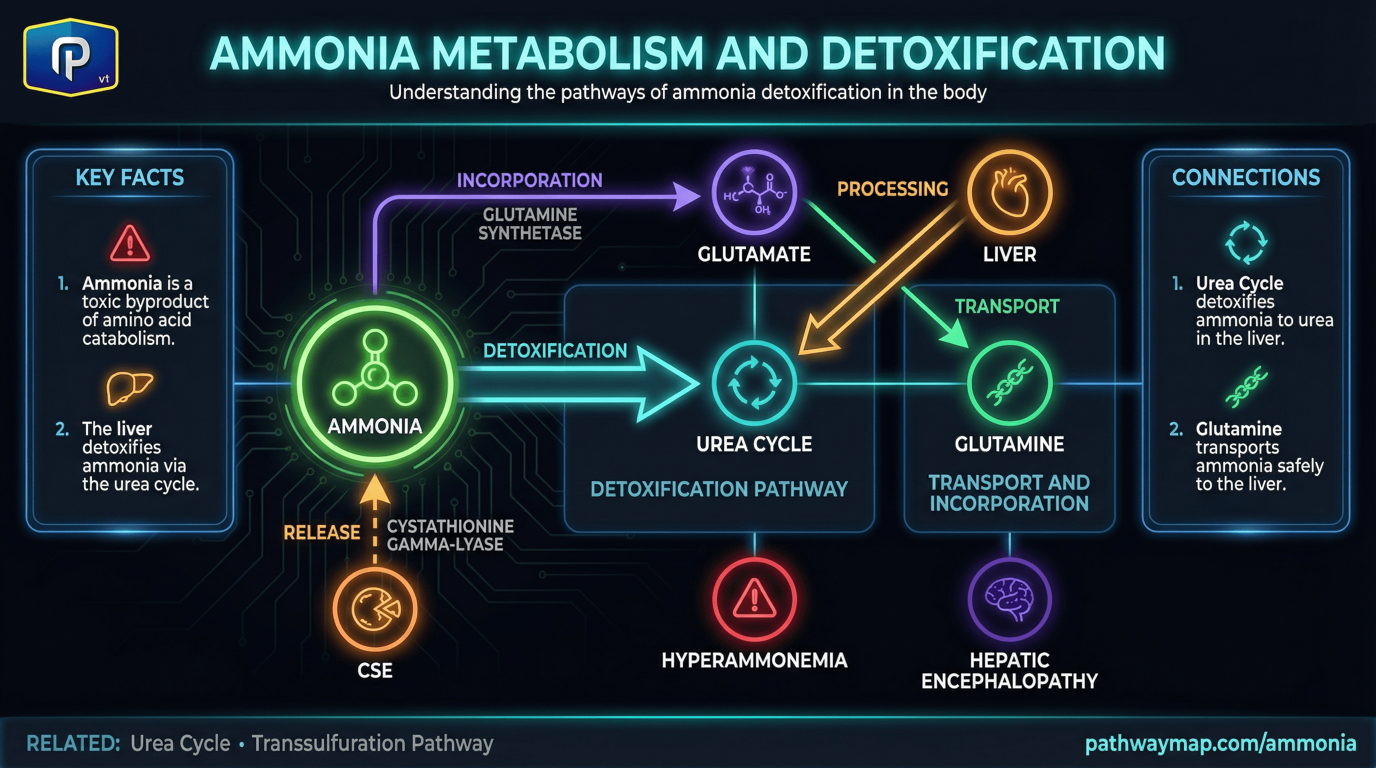 Ammonia metabolism