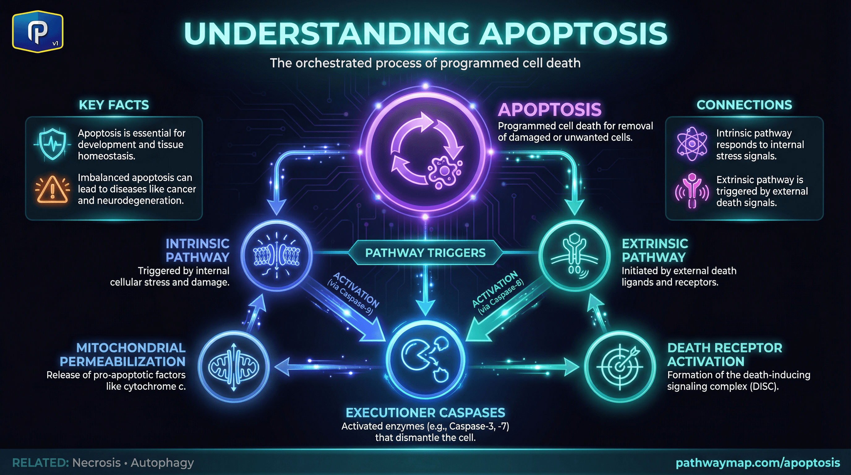Apoptosis pathways
