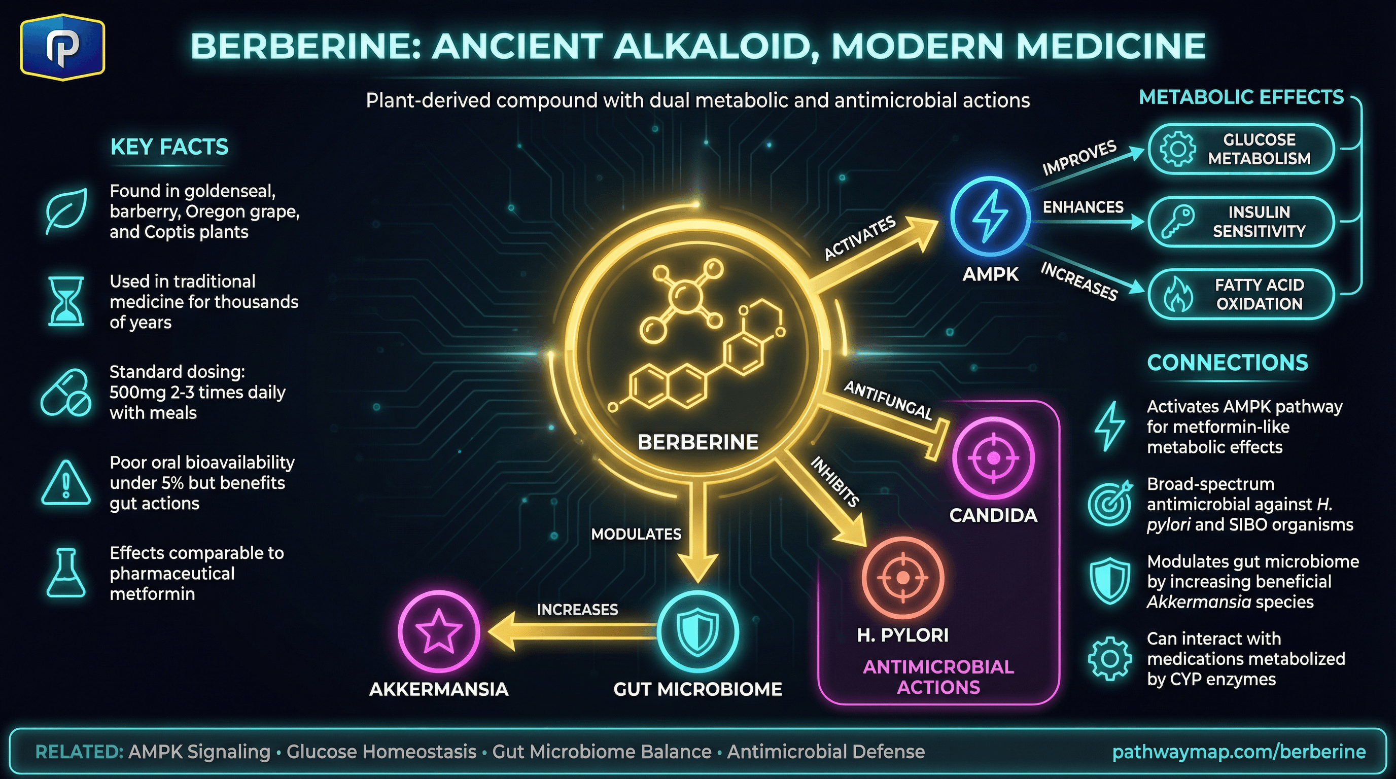 Berberine AMPK activation