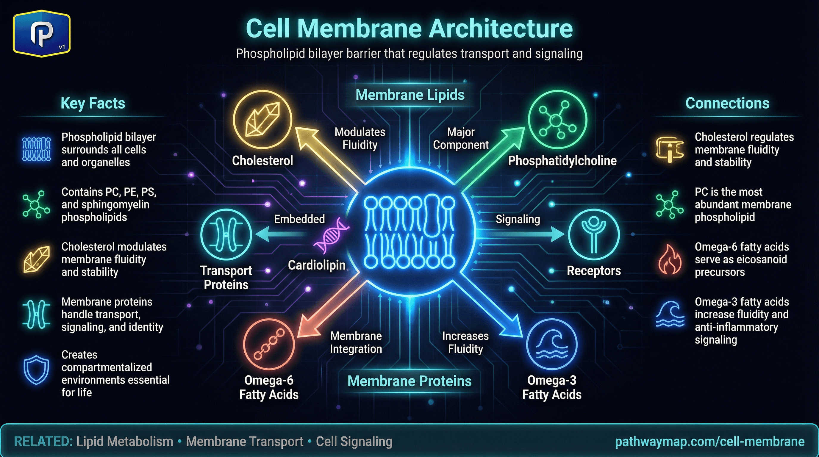 Cell Membrane