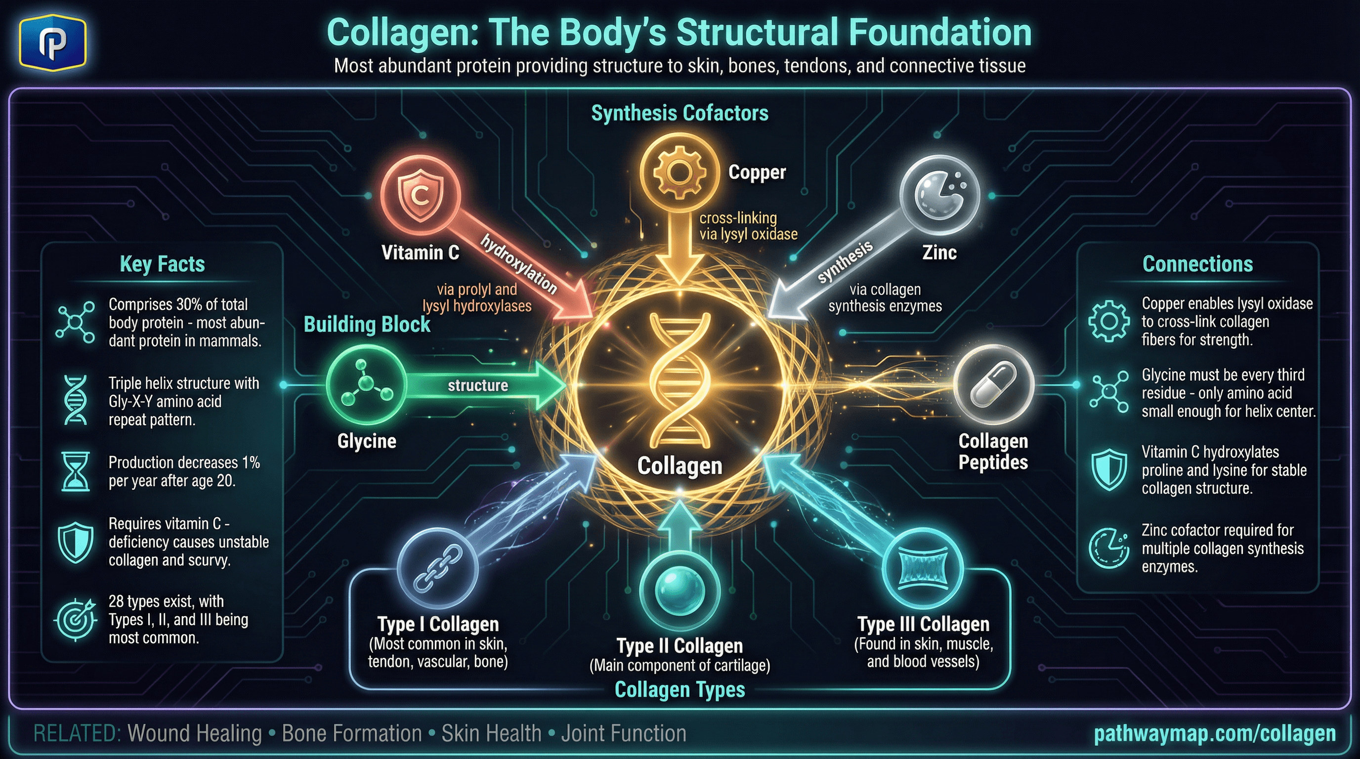Collagen structure and types