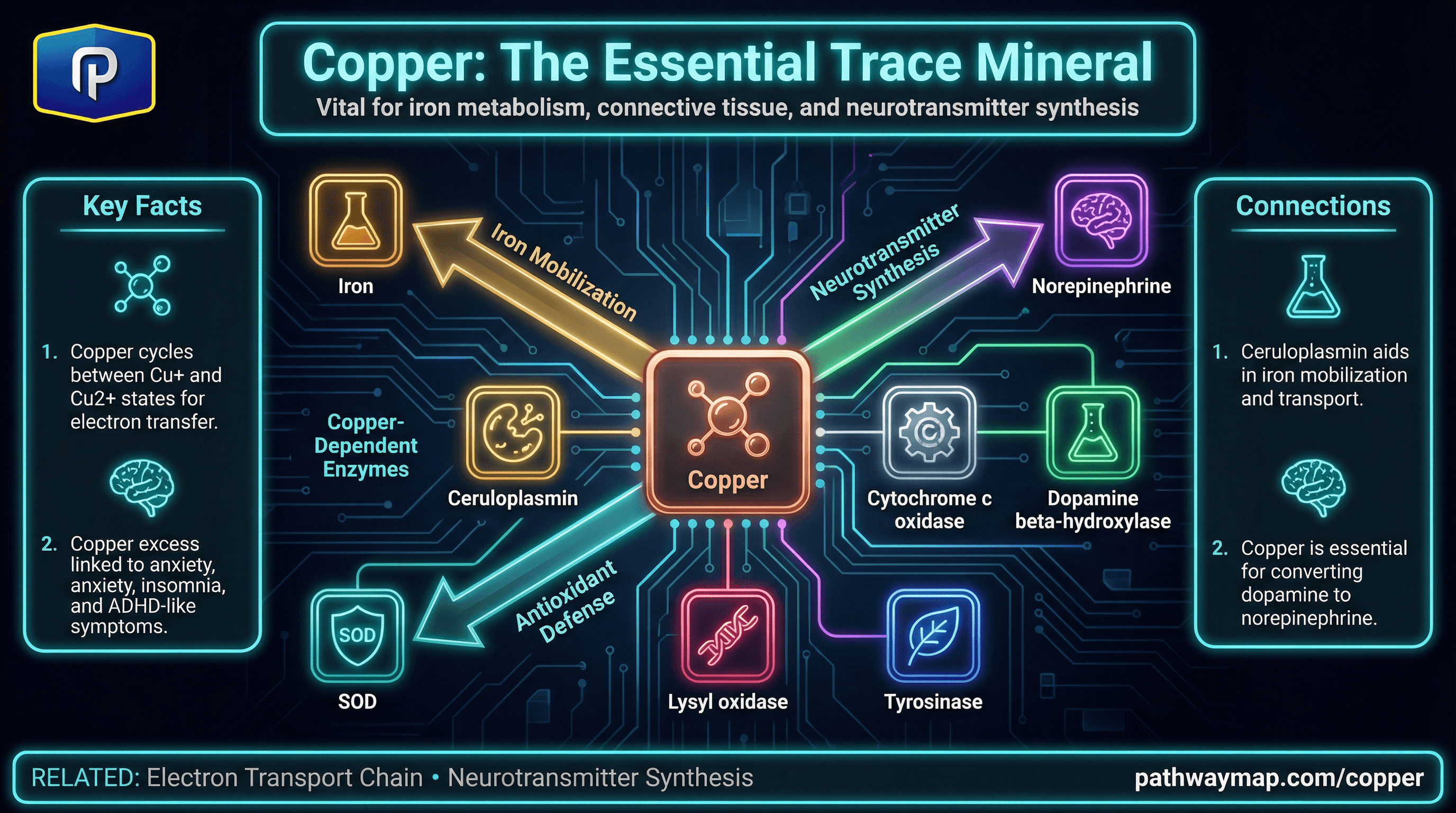 Copper metabolism and copper-dependent enzyme pathways