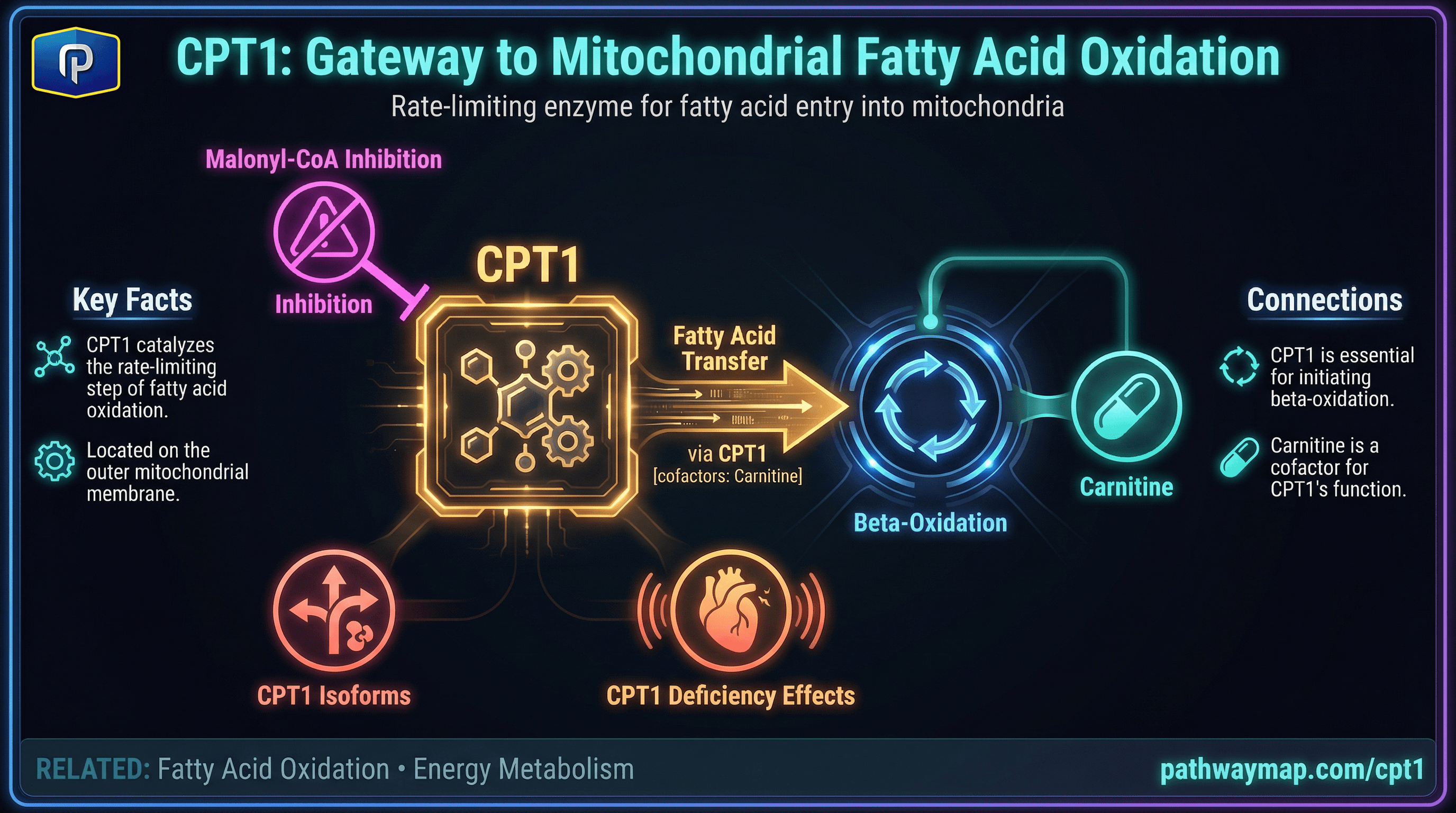 CPT1