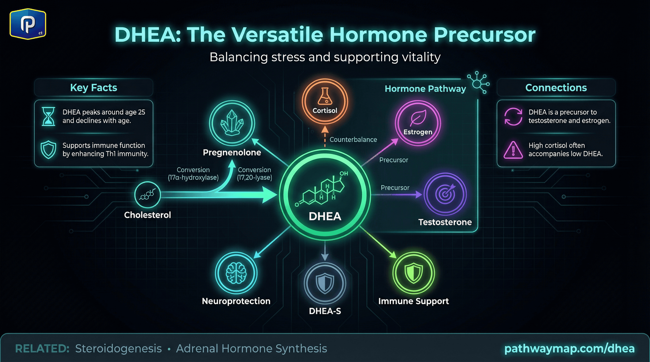 DHEA synthesis and conversion pathways