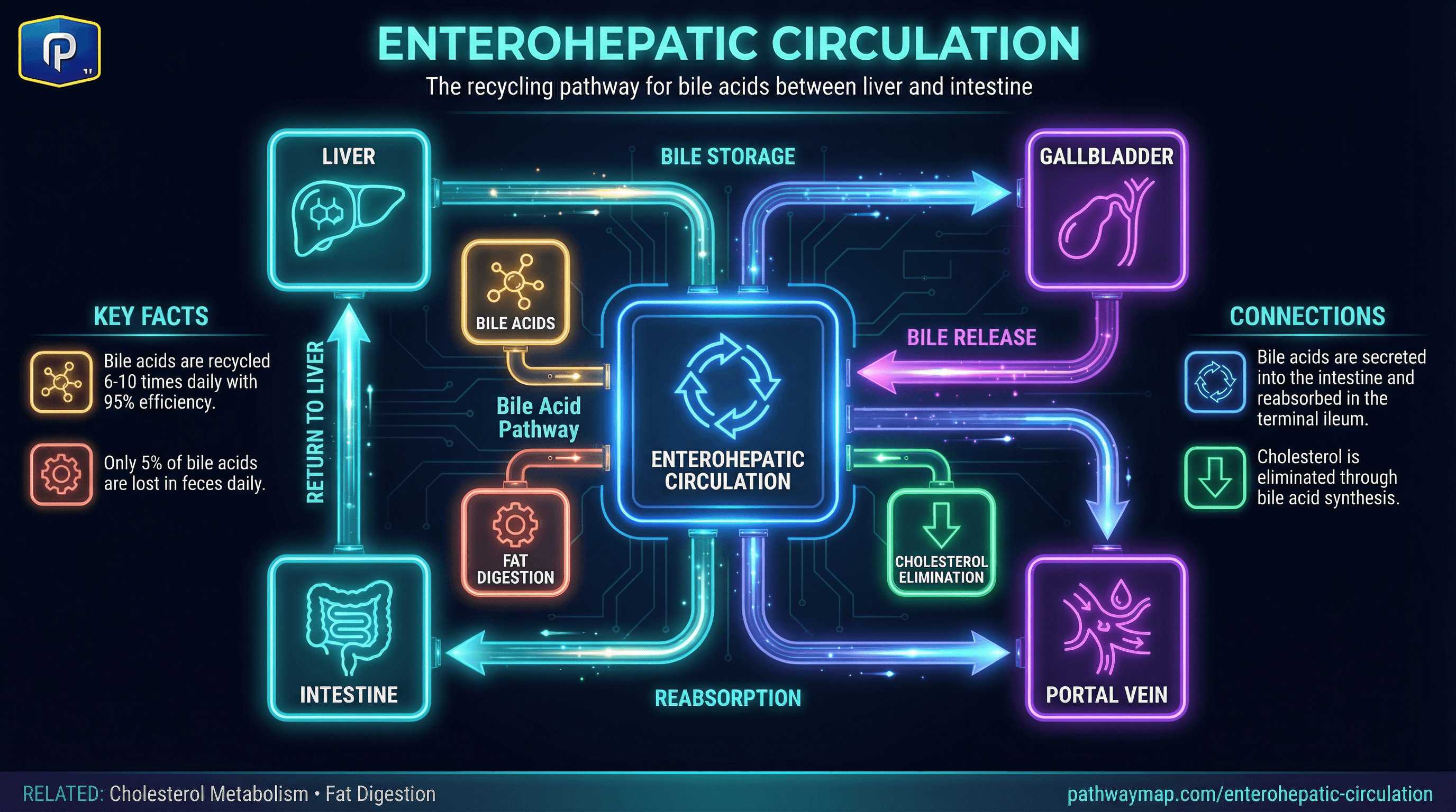 Enterohepatic Circulation - Pathway Map