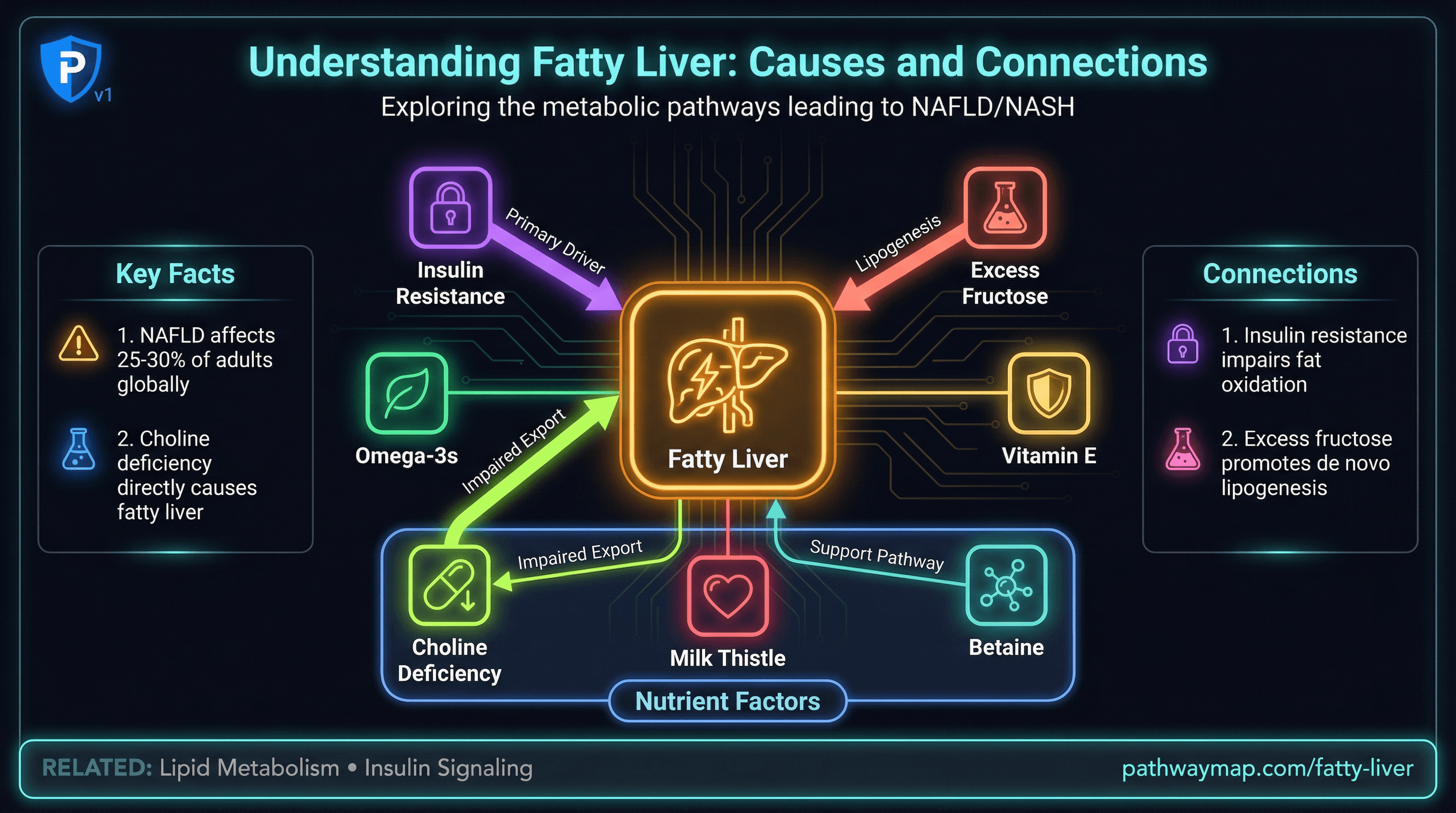 Fatty Liver pathway diagram