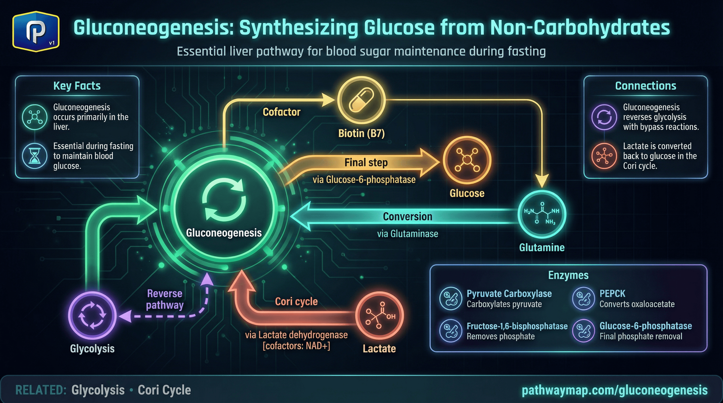Gluconeogenesis