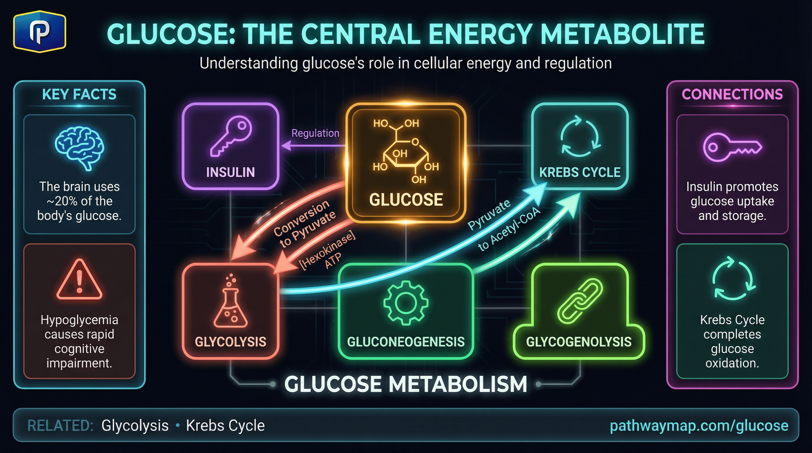 Glucose pathway diagram