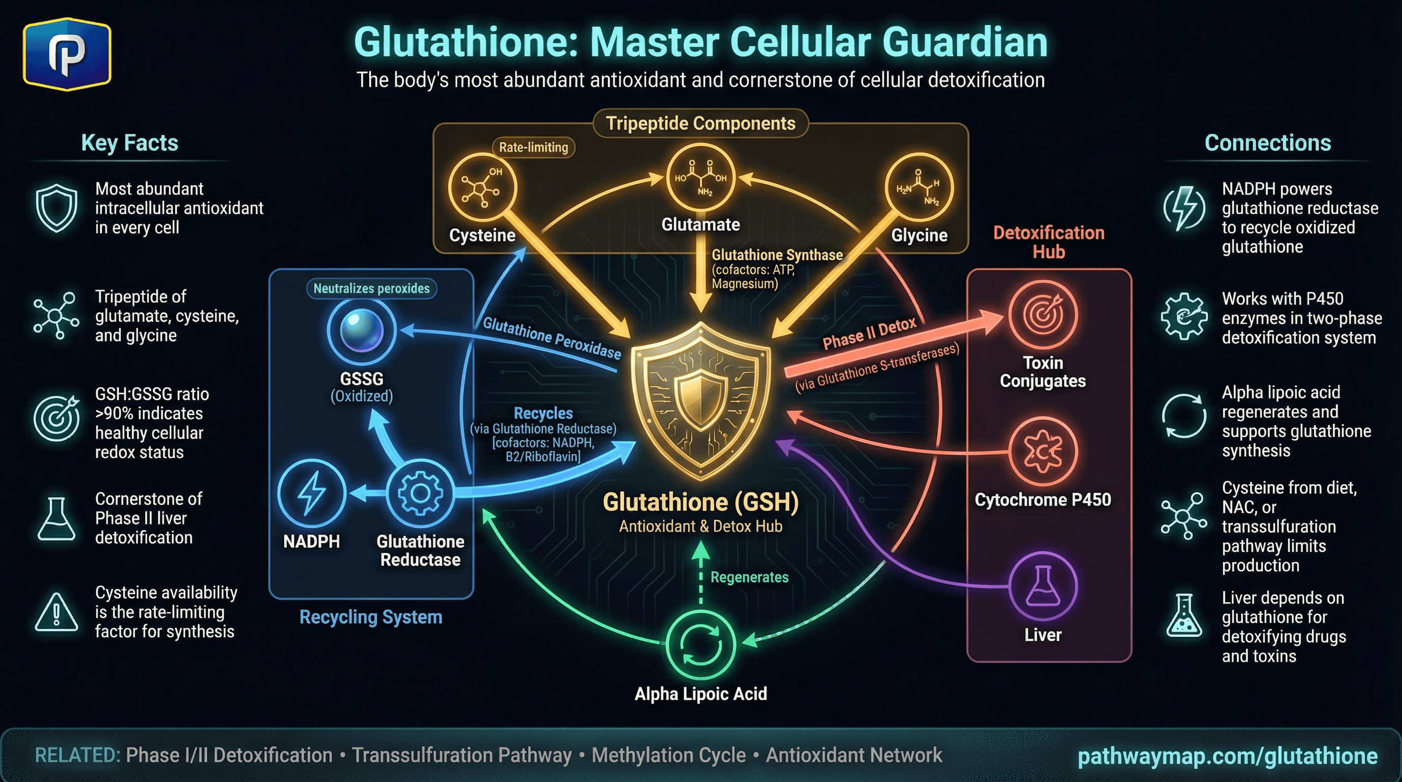 Glutathione pathway diagram
