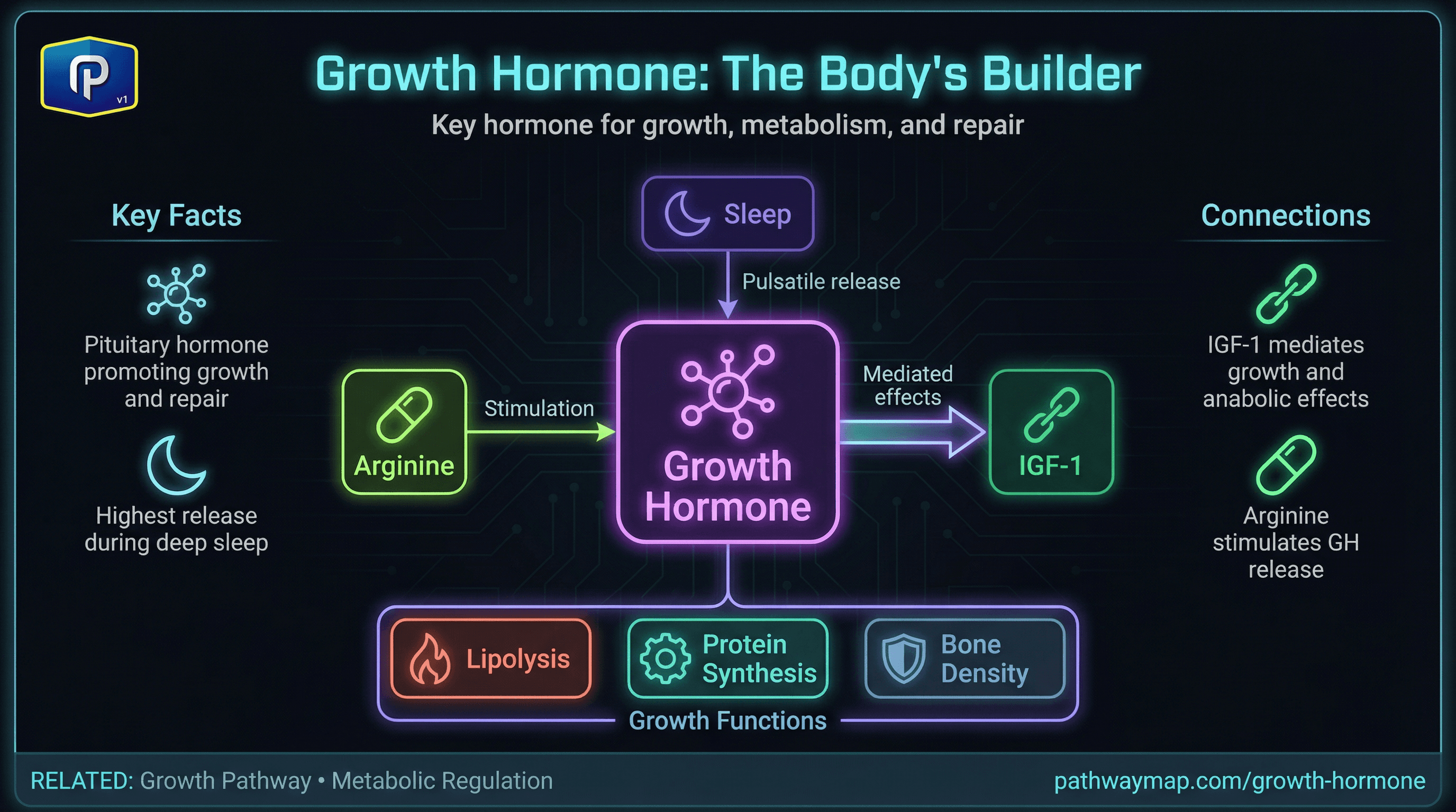 Growth hormone release and effects