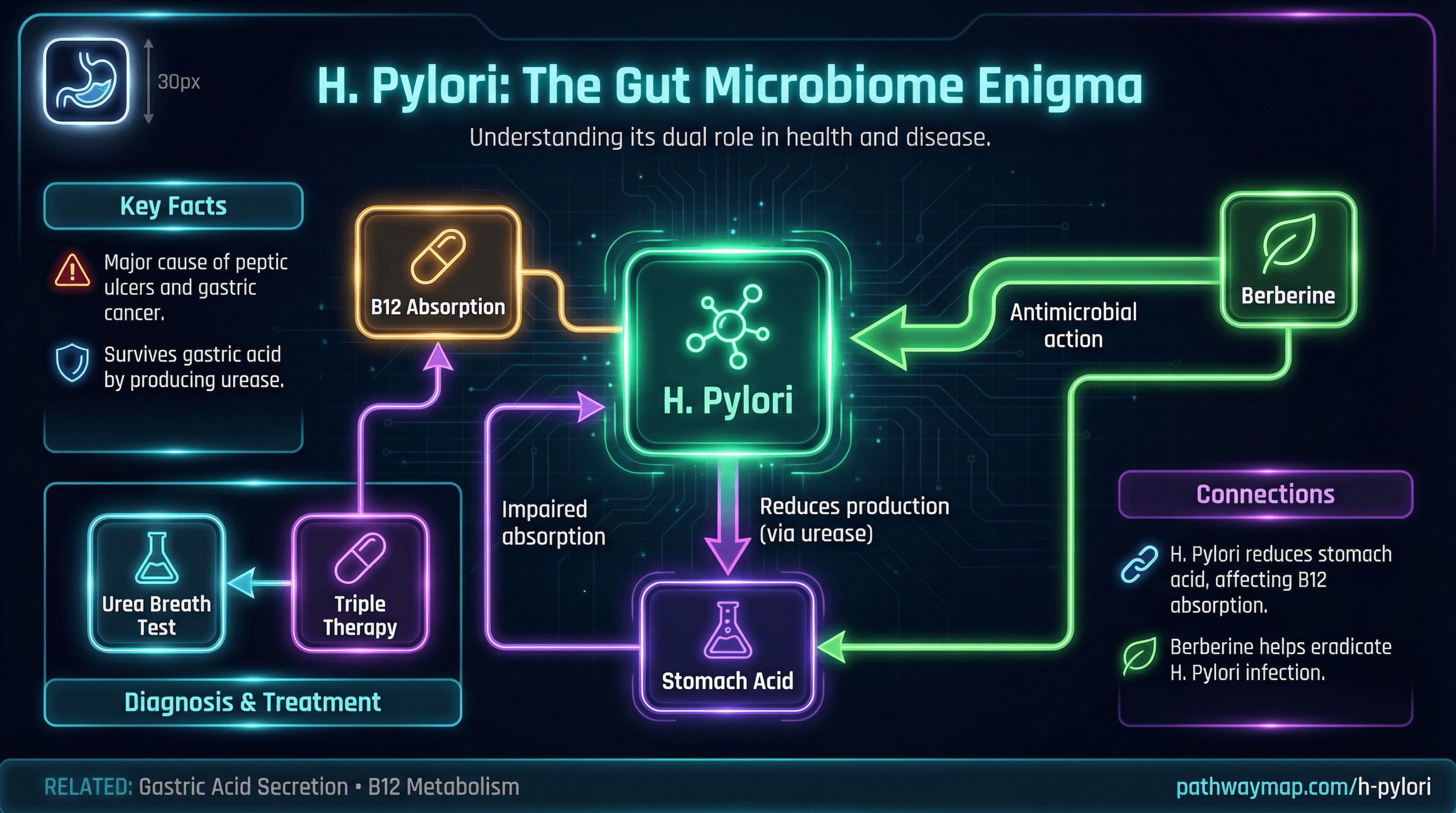 H. pylori infection and effects