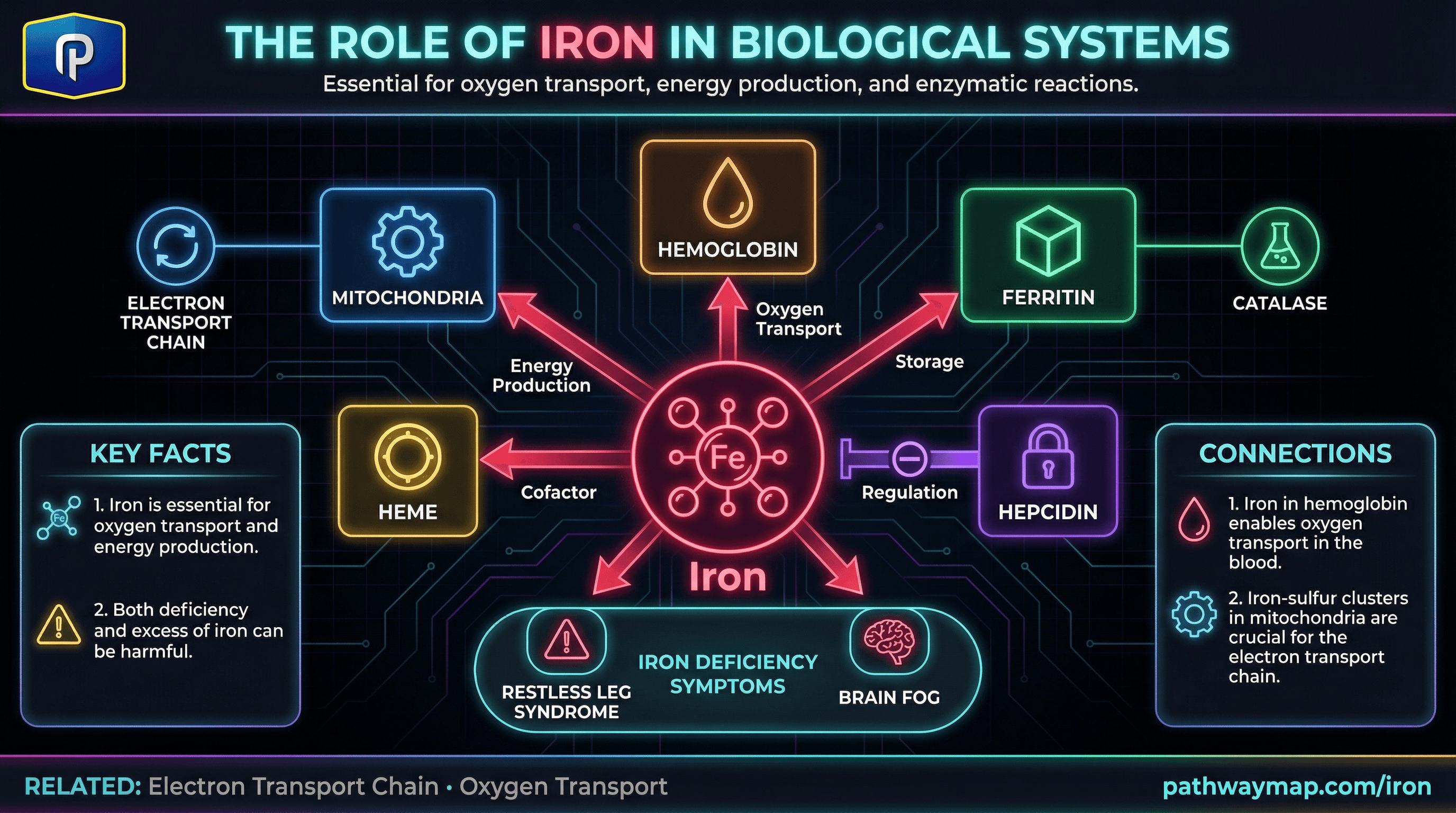Iron metabolic pathway showing absorption, transport, utilization, and storage