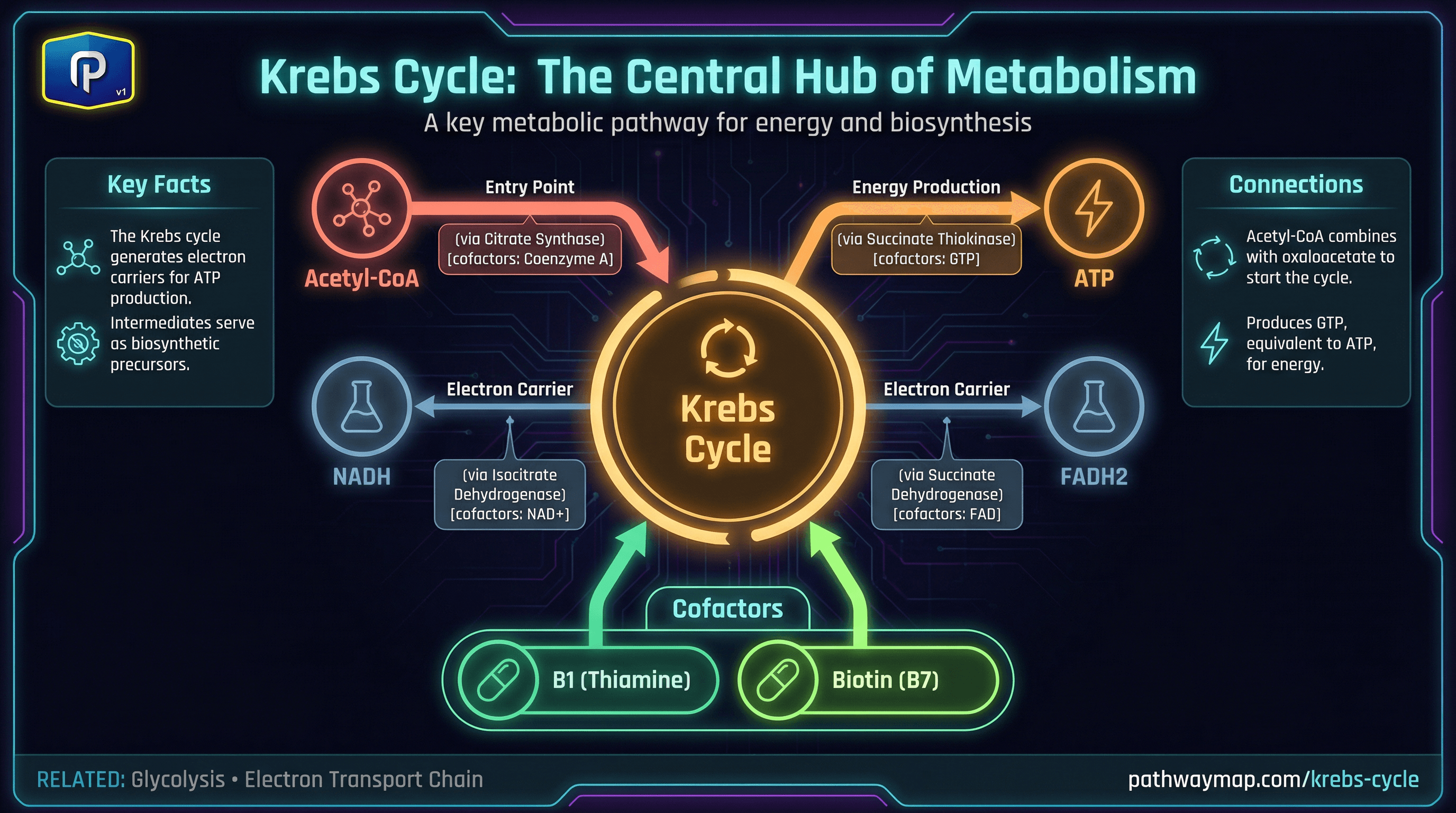 Krebs Cycle