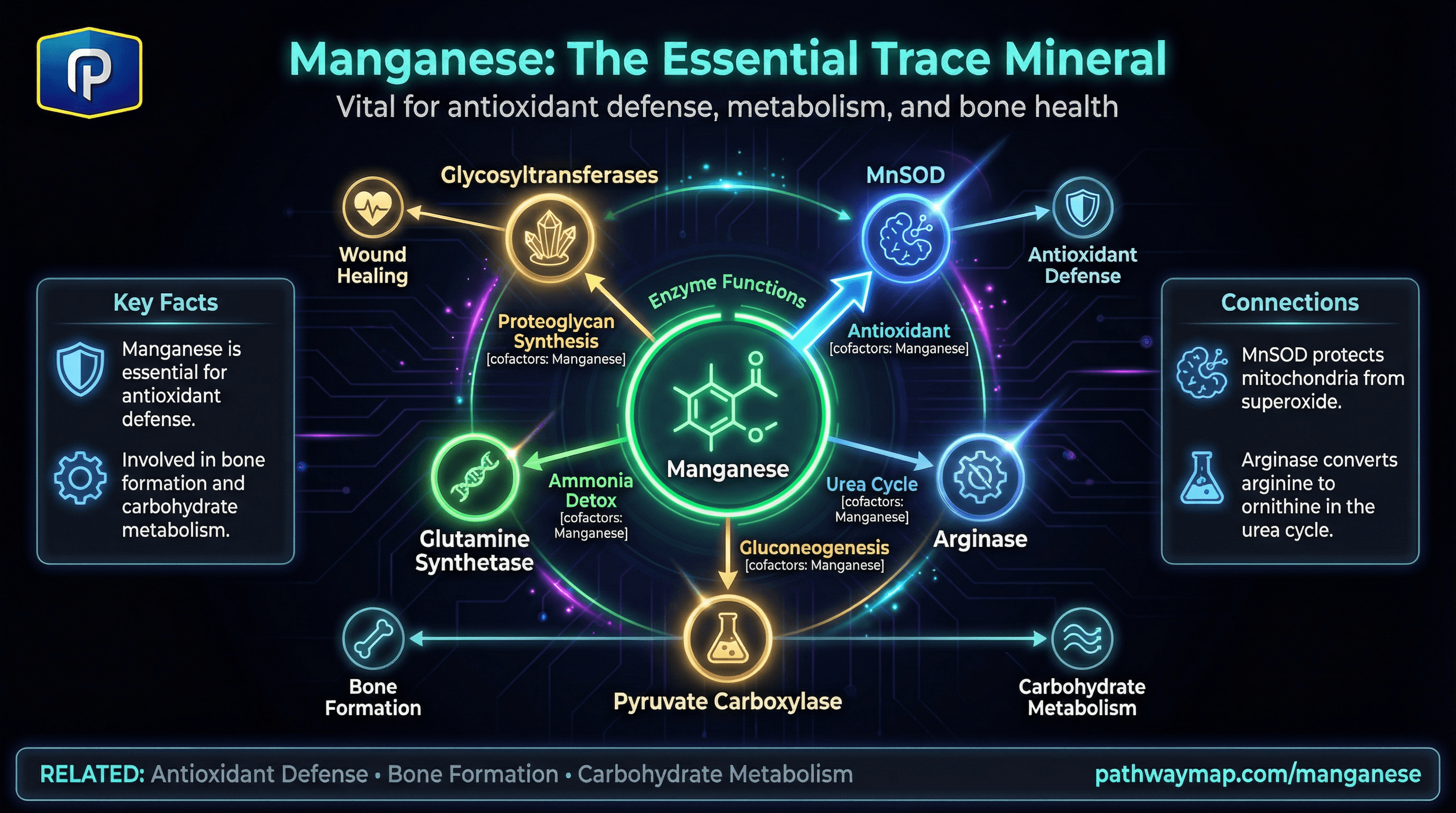 Manganese functions and SOD2
