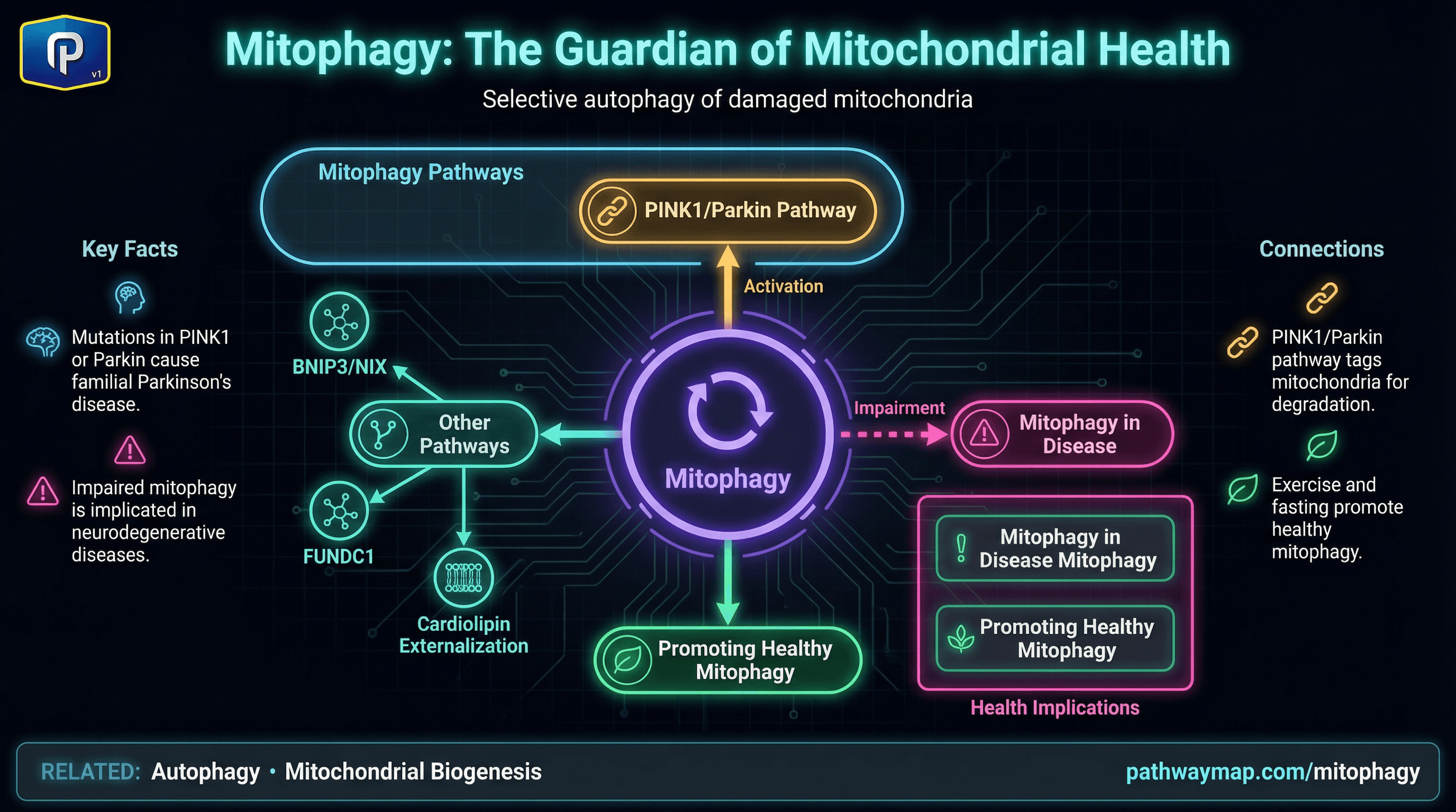 Mitophagy process