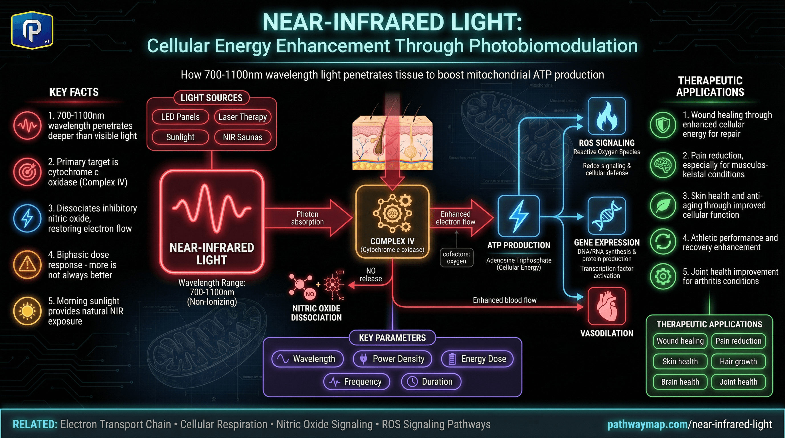 Near-Infrared Light pathway diagram