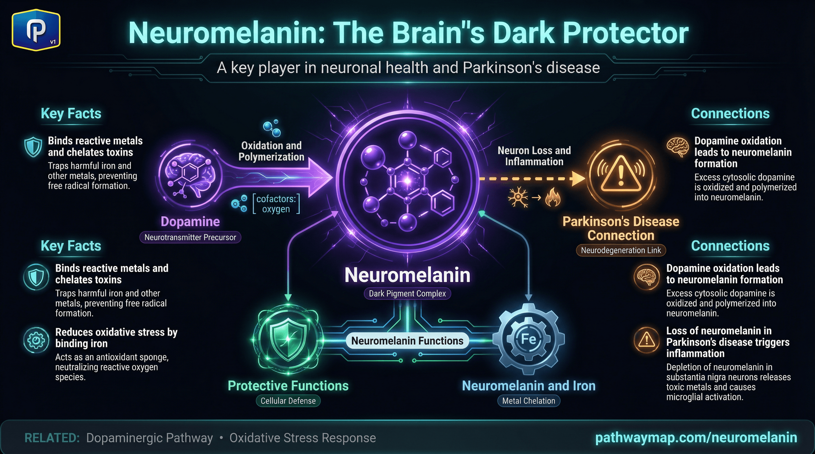 Neuromelanin pathway diagram