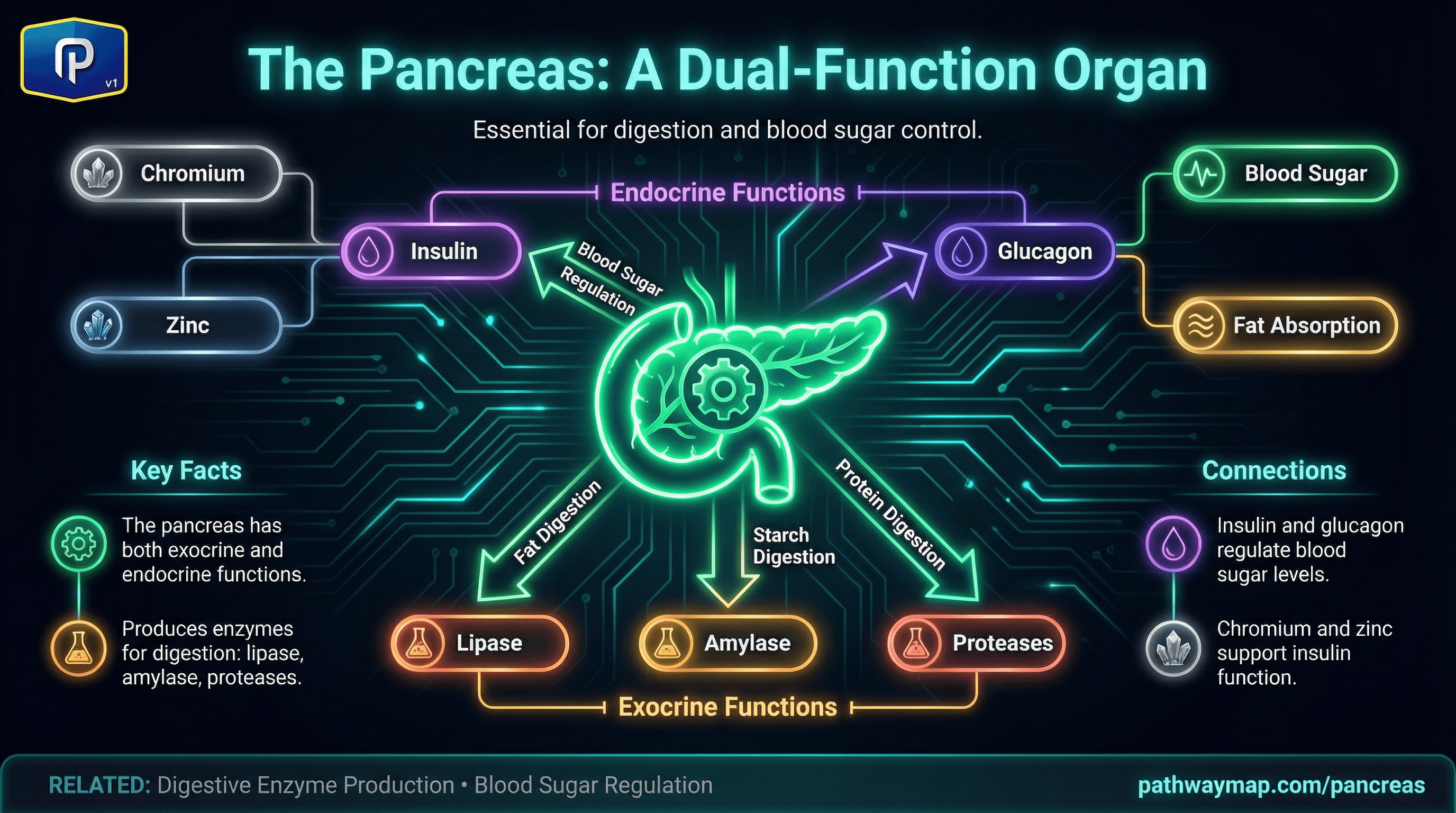 Pancreas functions and connections