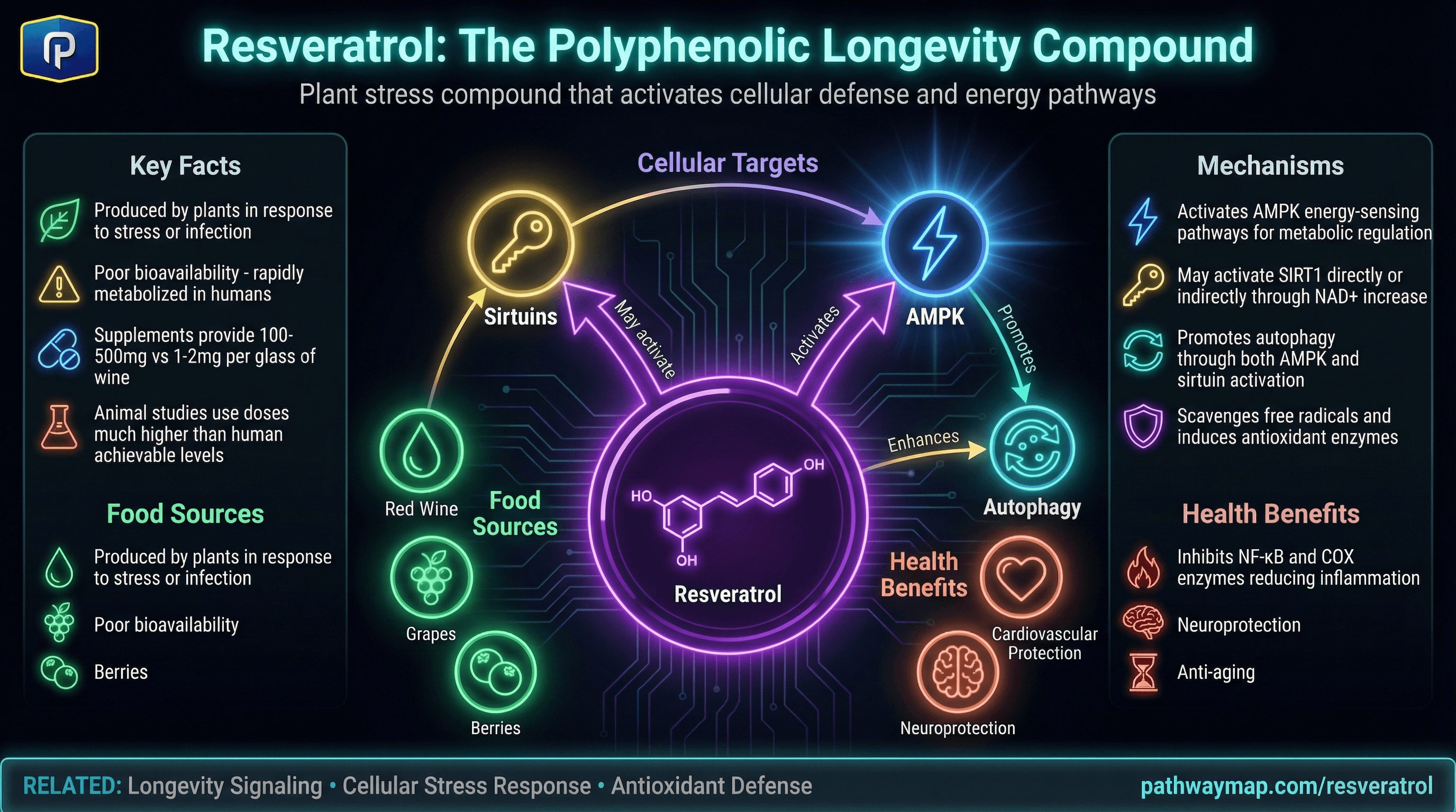Resveratrol pathways and effects