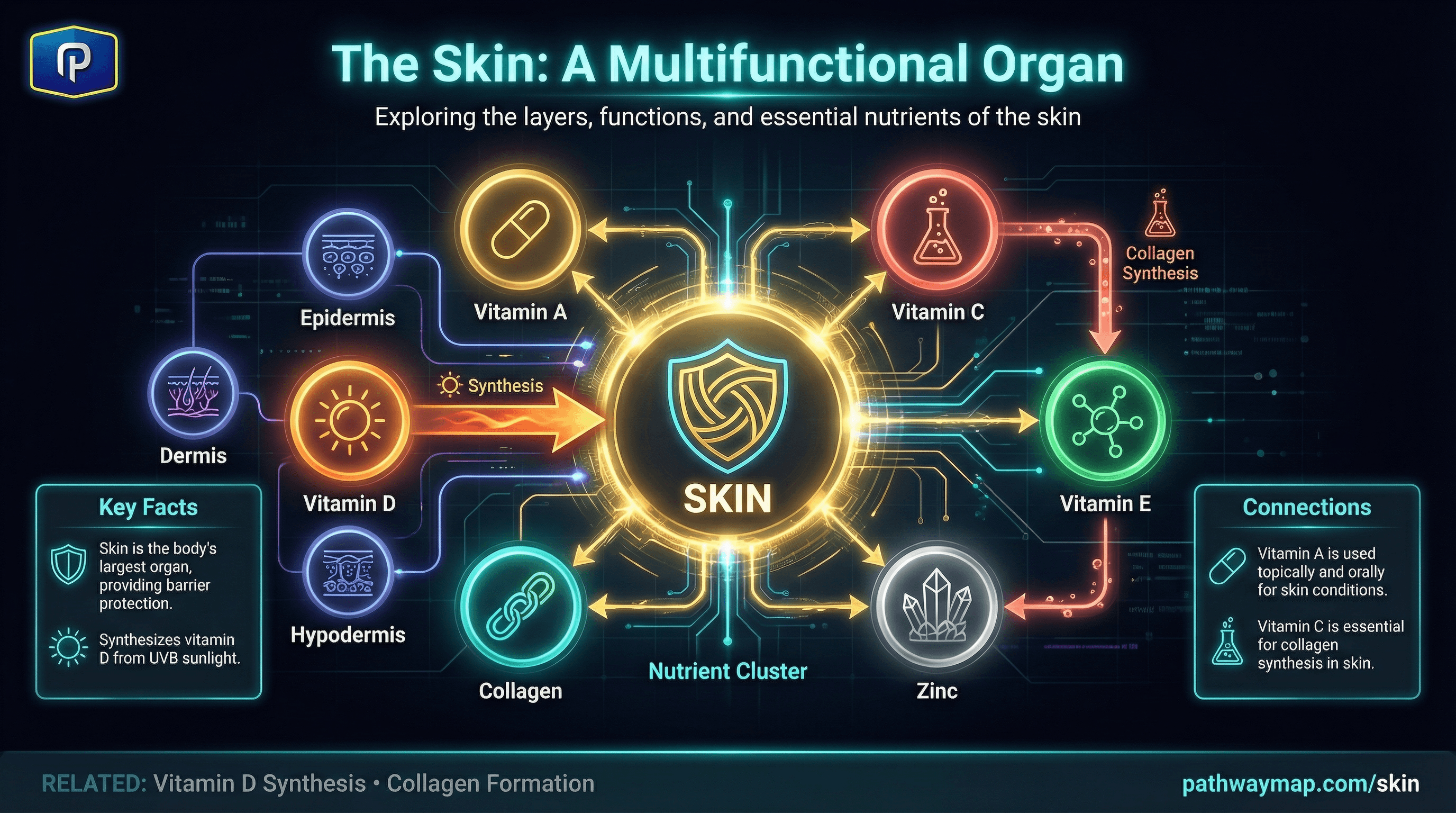 Skin structure and functions
