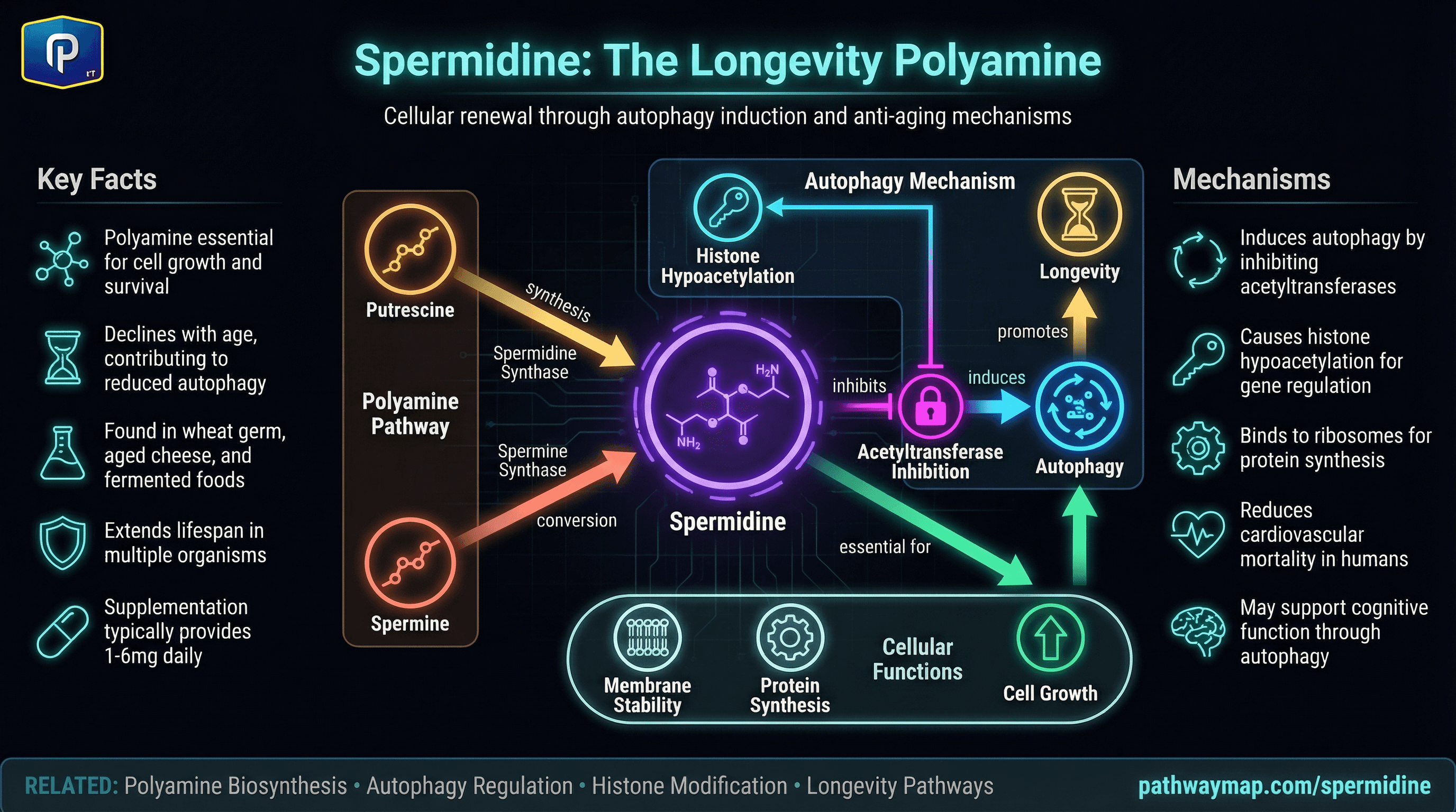 Spermidine pathways