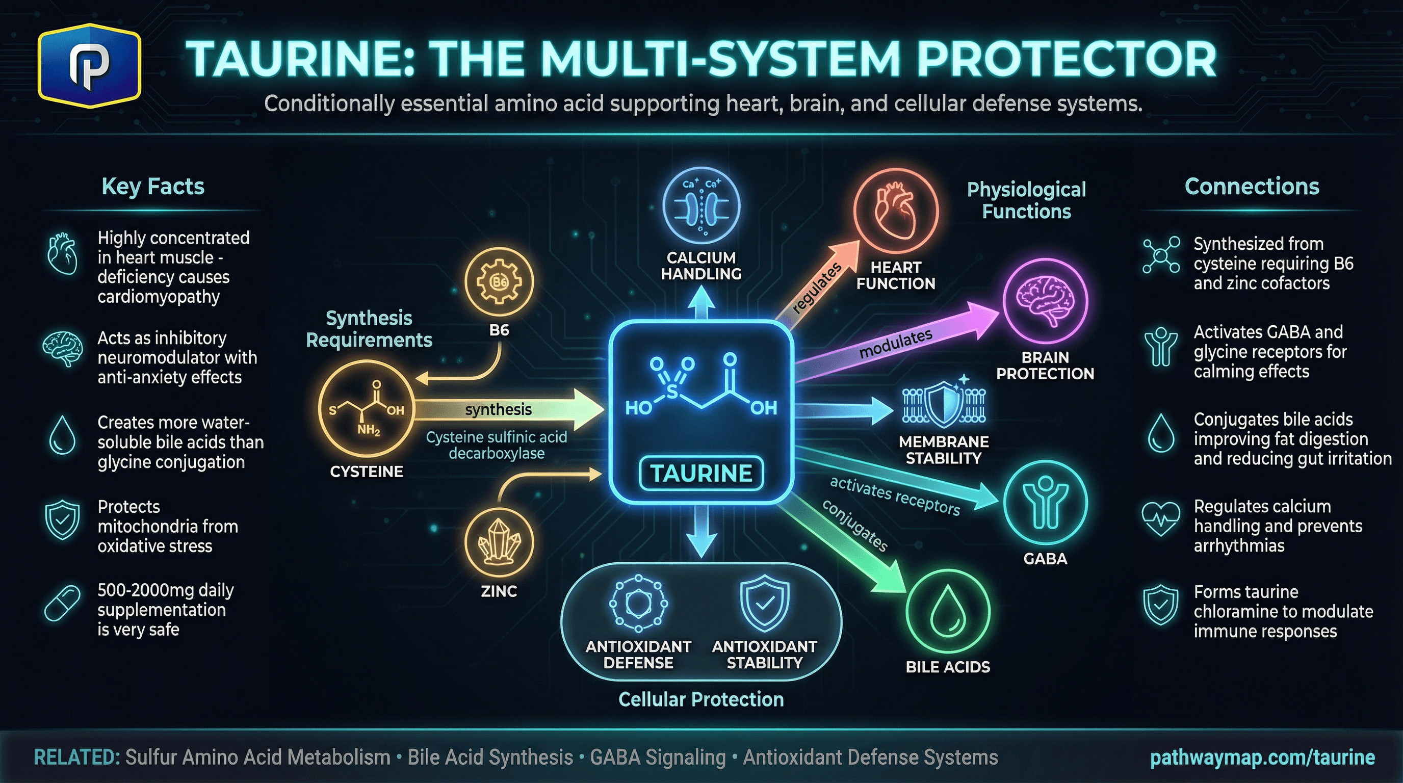Taurine functions and metabolism