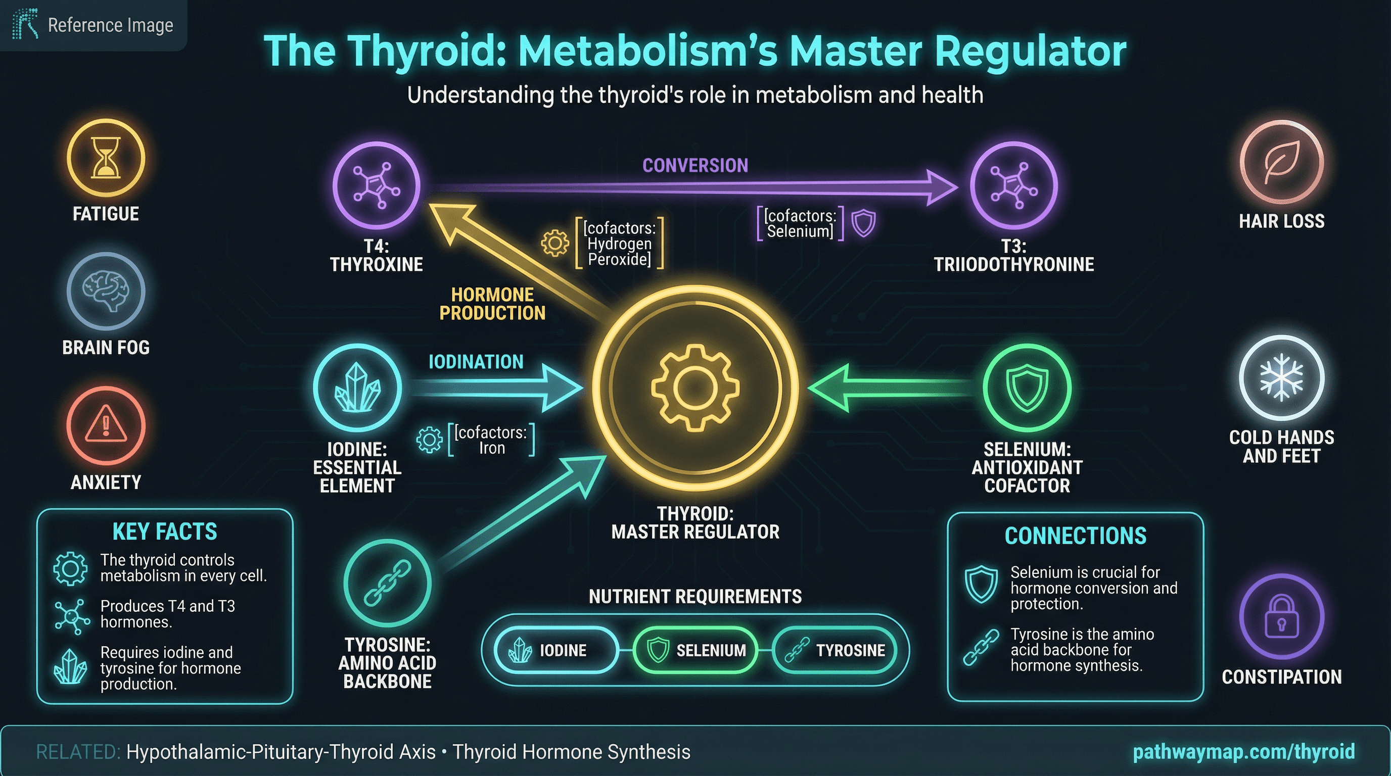Thyroid hormone synthesis and metabolism pathway