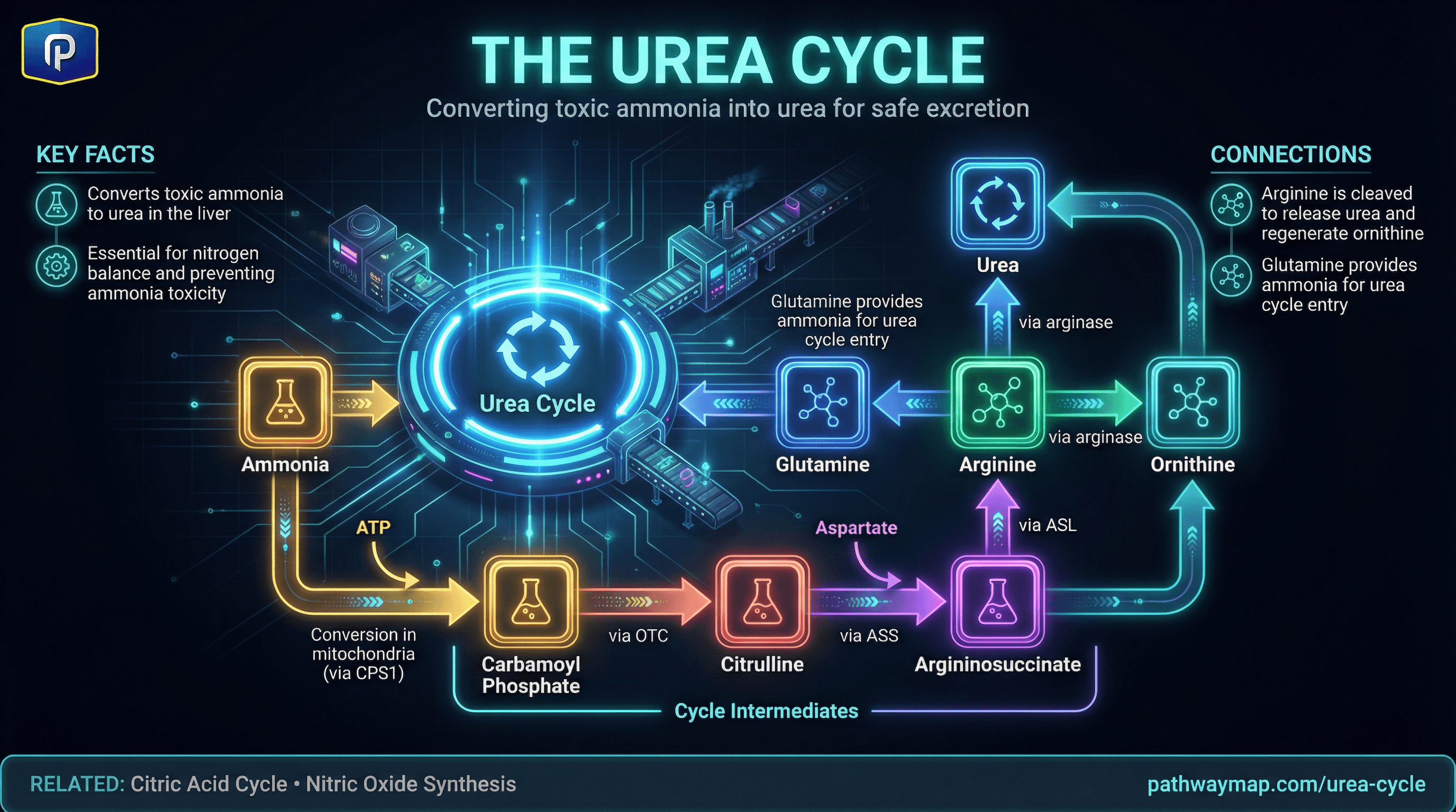 Urea Cycle