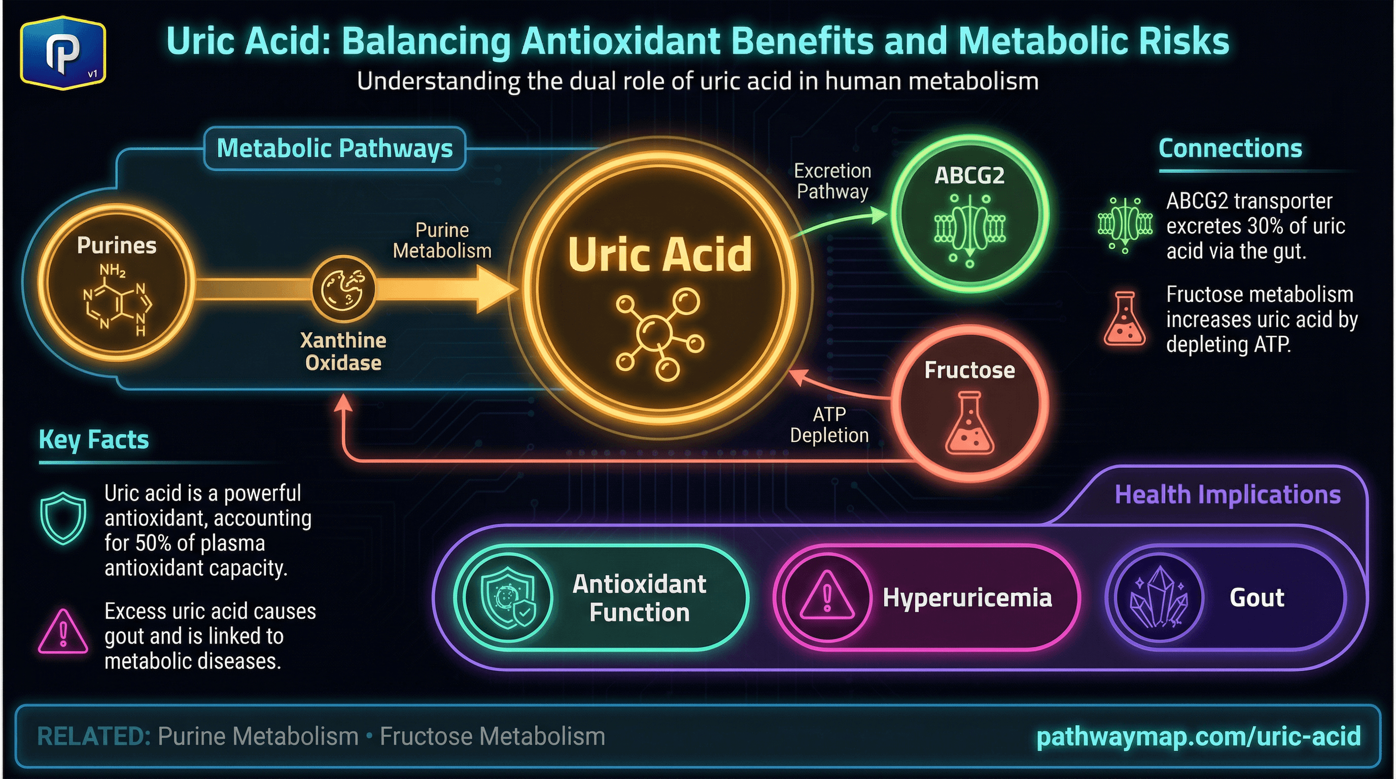 Uric acid metabolism and effects