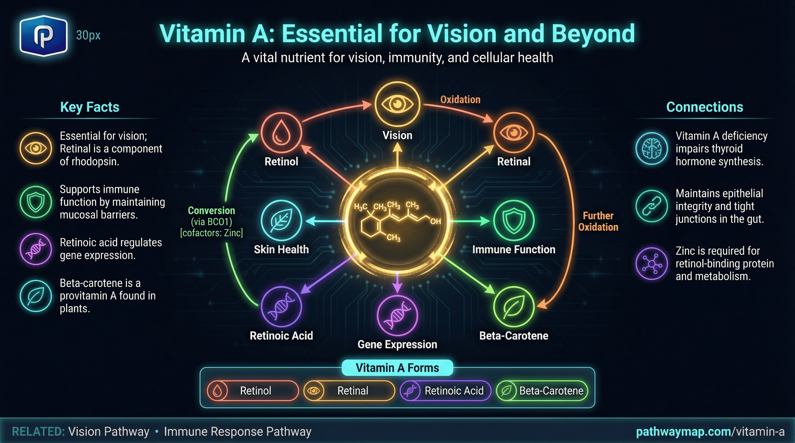 Vitamin A metabolism and functions