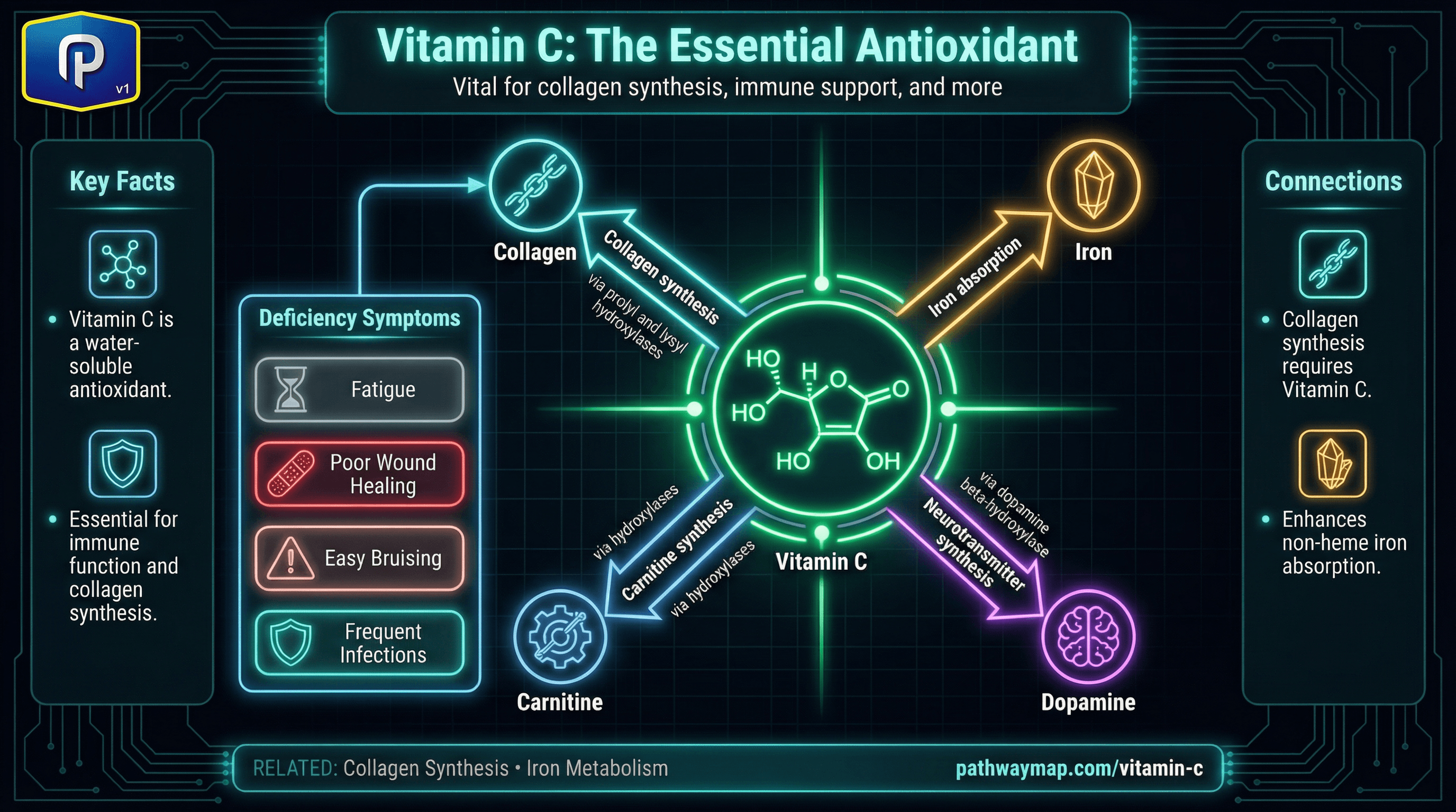 Vitamin C functions and pathways