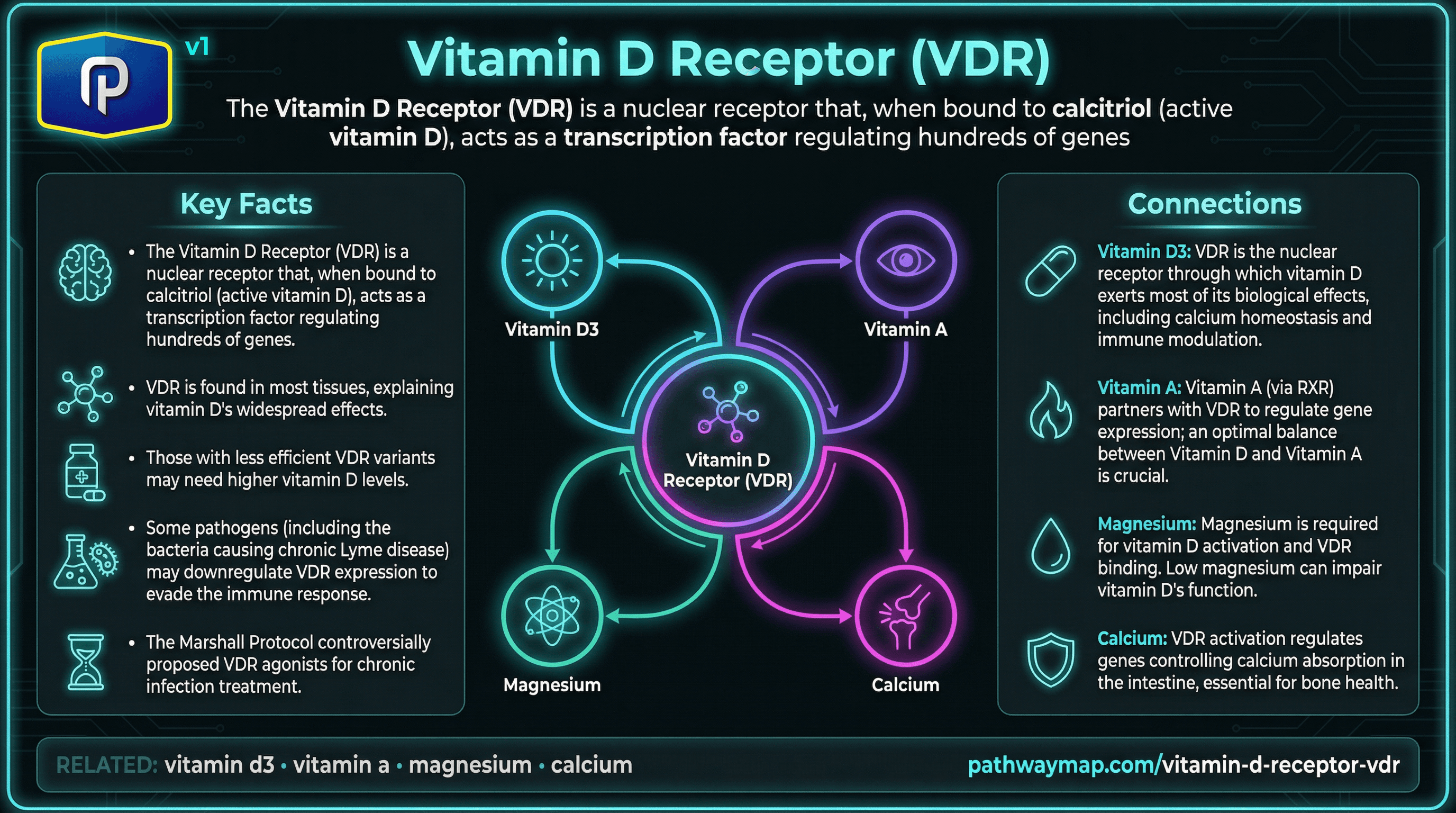 Vitamin D Receptor (VDR)