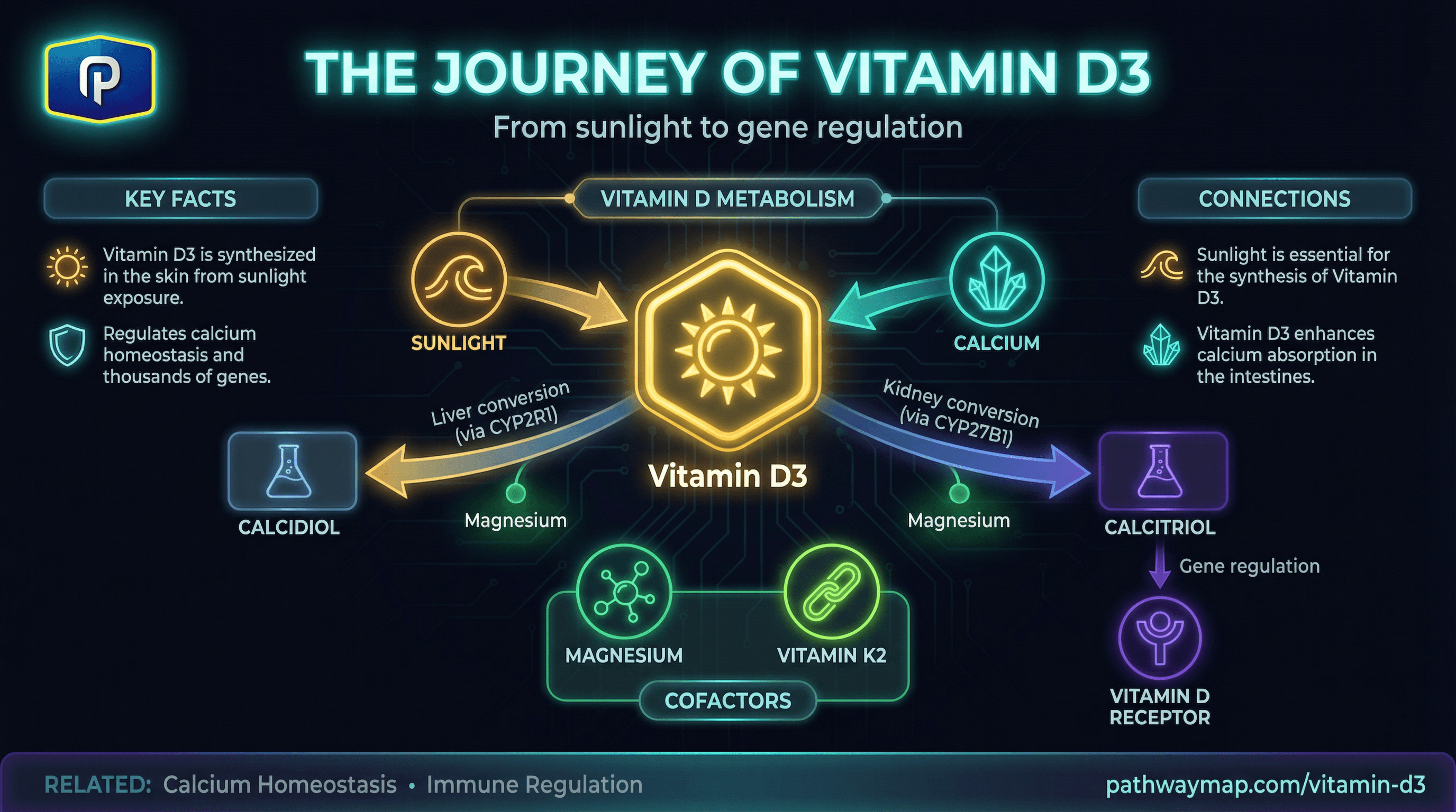 Vitamin D3 pathway diagram