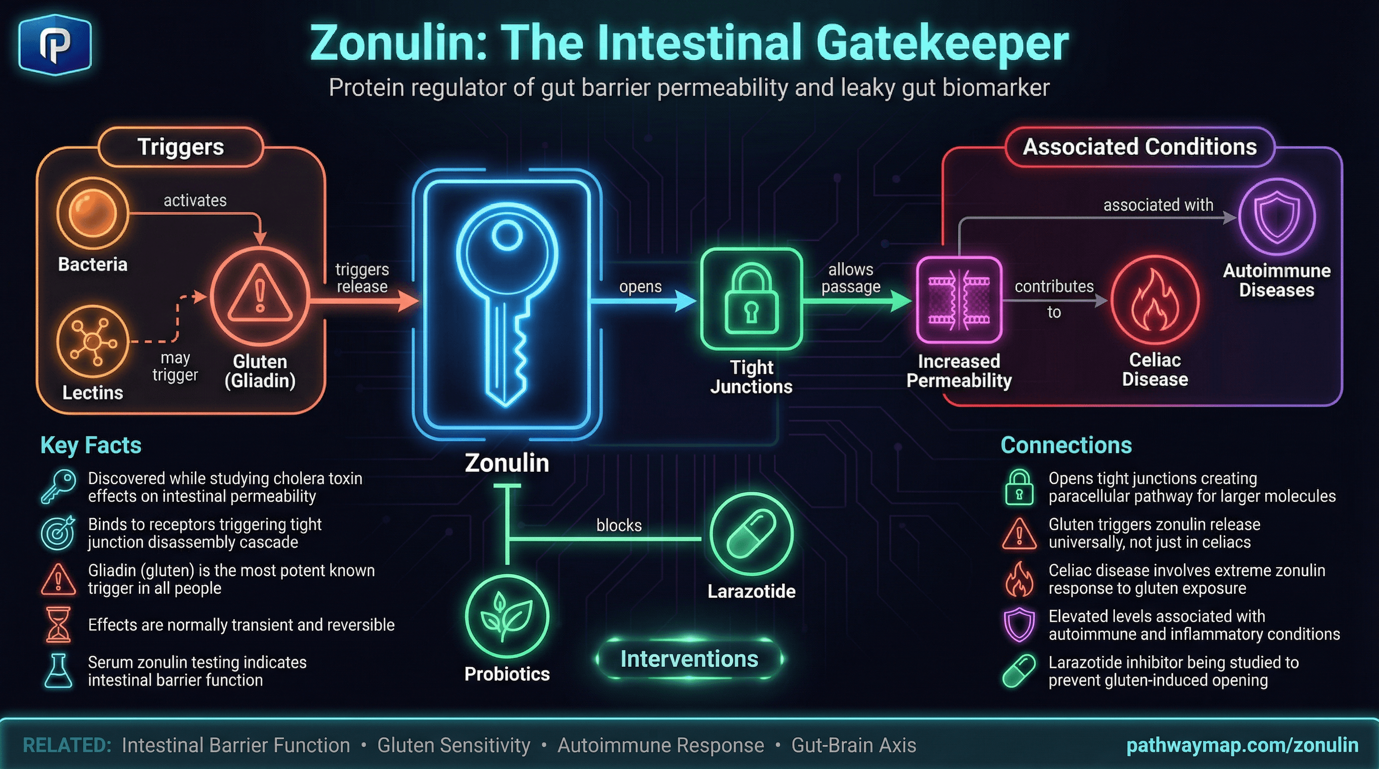 Zonulin and tight junctions