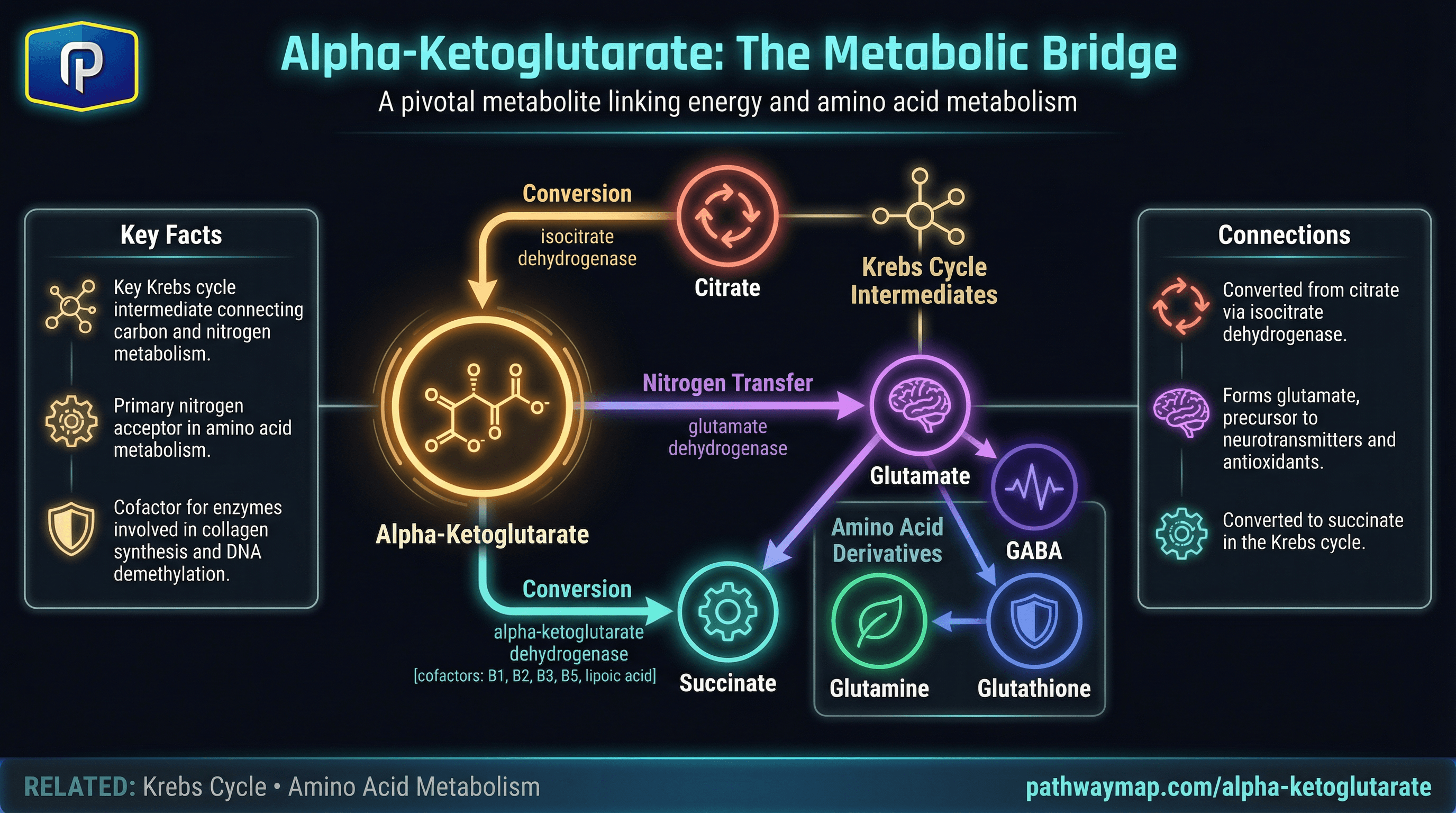 Alpha-Ketoglutarate