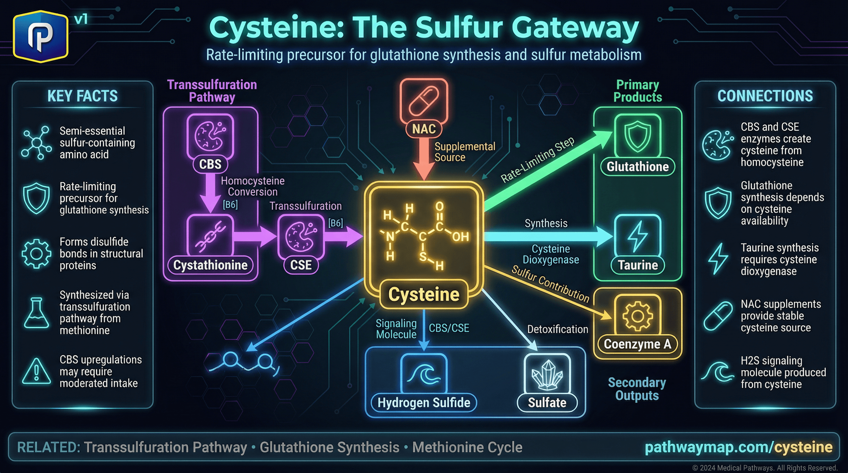 Cysteine metabolism and glutathione synthesis