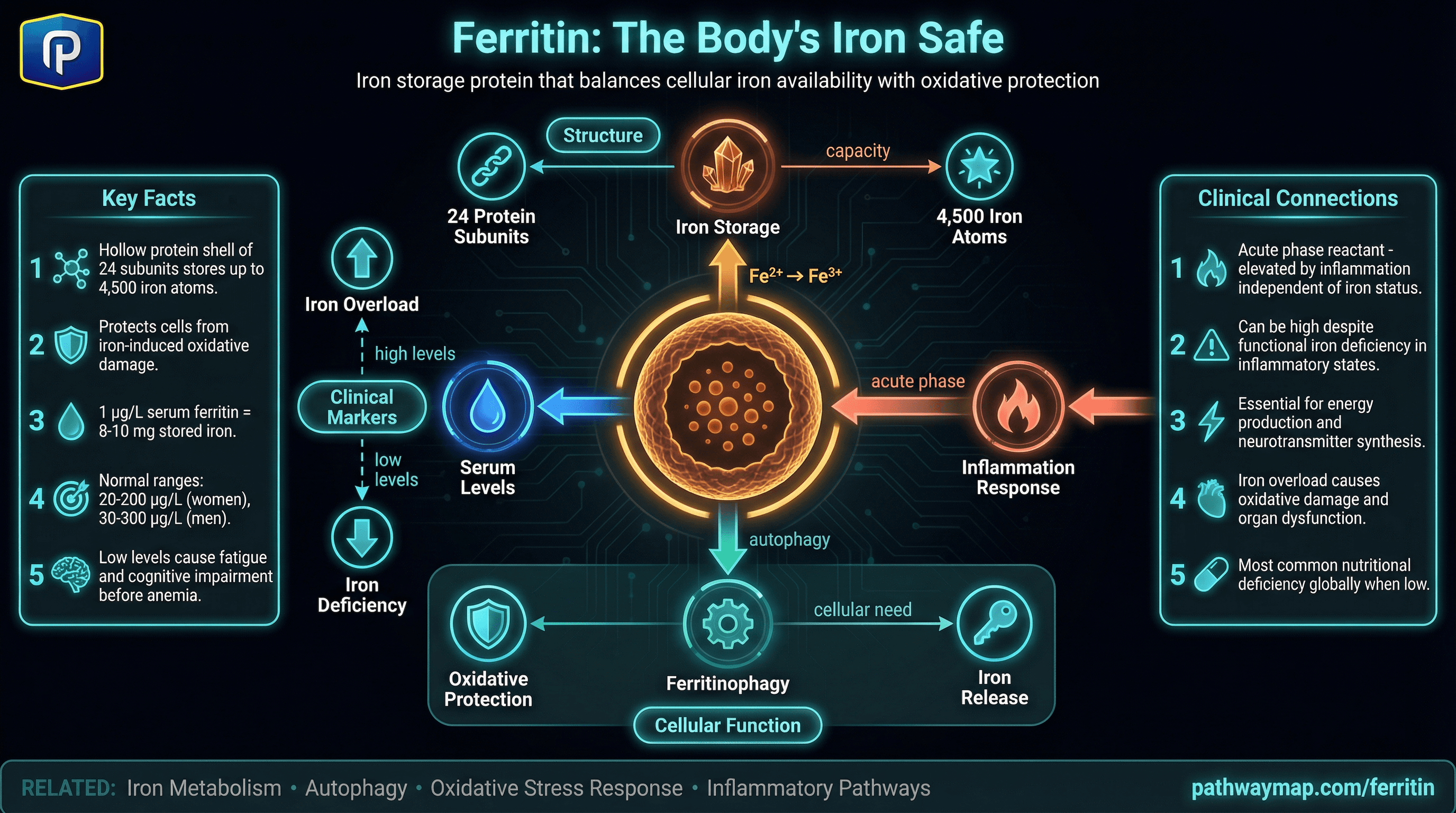 Ferritin and iron metabolism