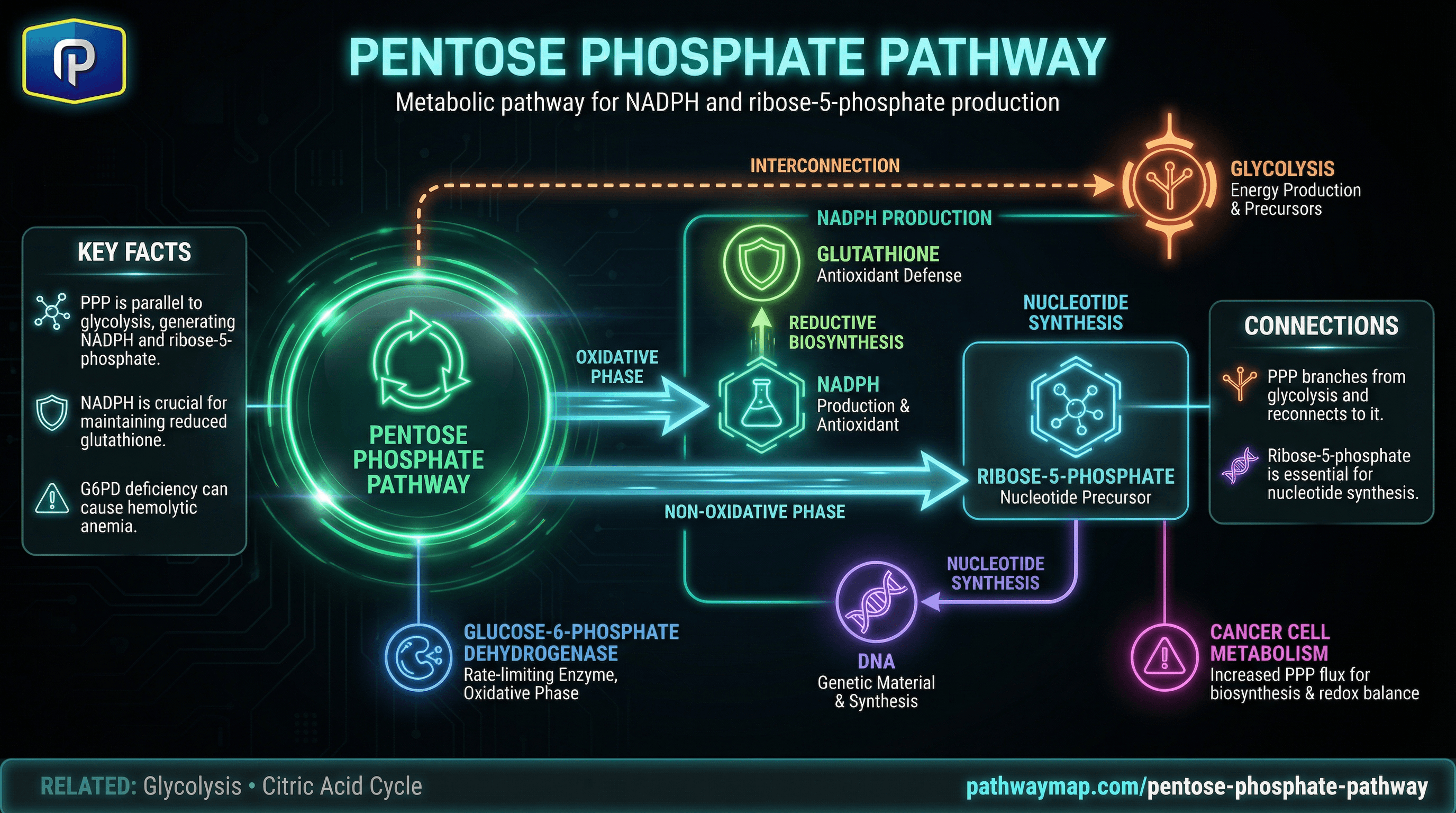 Pentose Phosphate Pathway