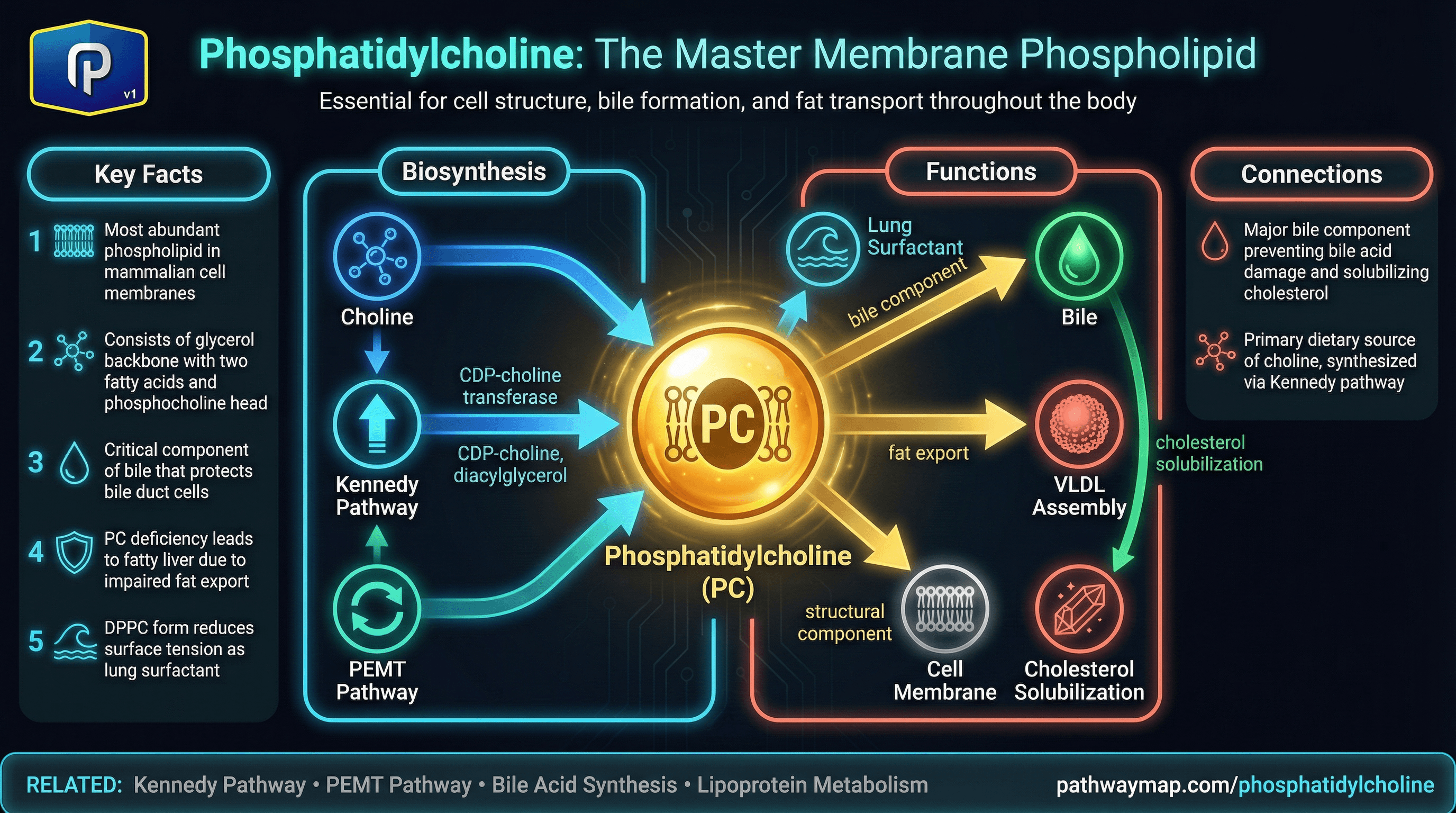 Phosphatidylcholine